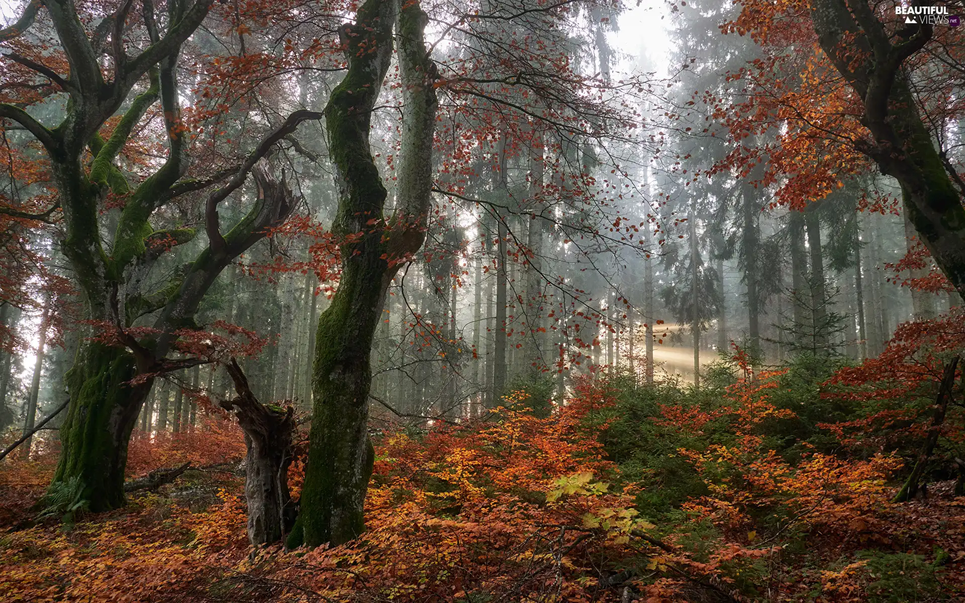 trees, viewes, light breaking through sky, Fog, VEGETATION, forest, autumn, Coloured