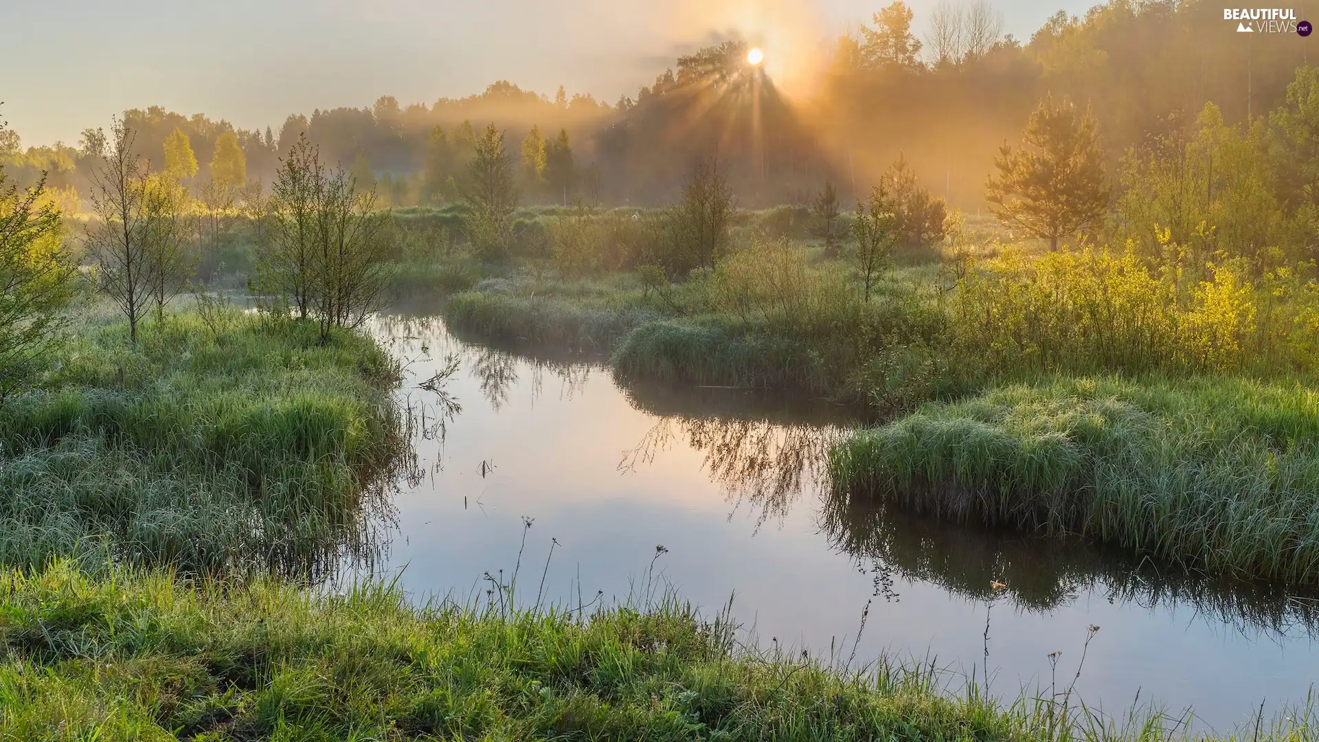 scrub, River, viewes, Fog, Sunrise, trees, cane