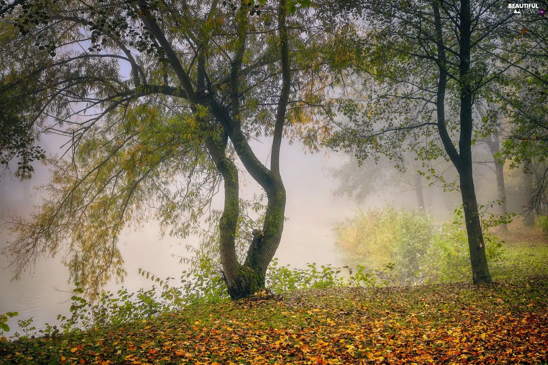 fallen, trees, River, Fog, Leaf, viewes