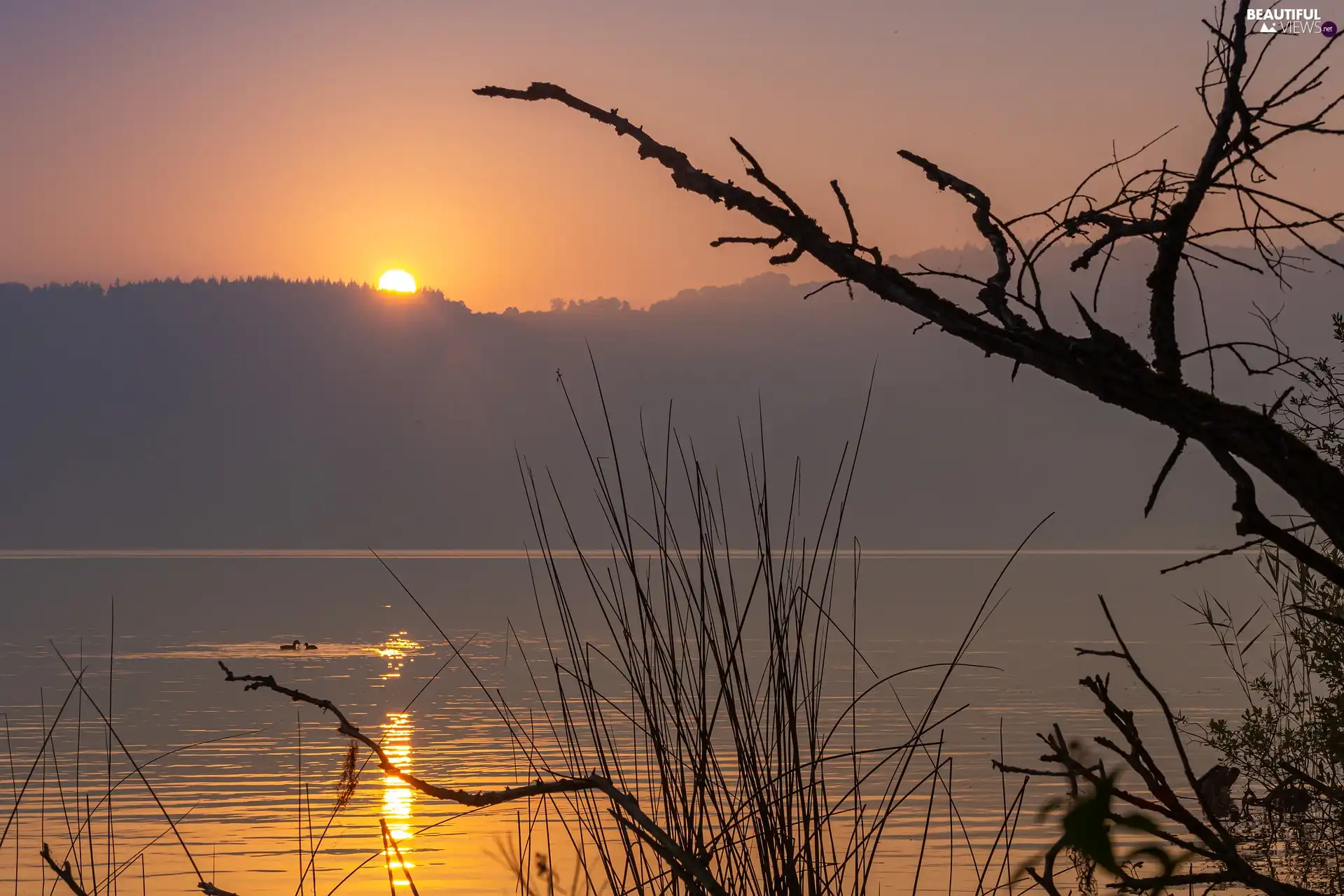 grass, Sunrise, viewes, Fog, lake, trees, forest
