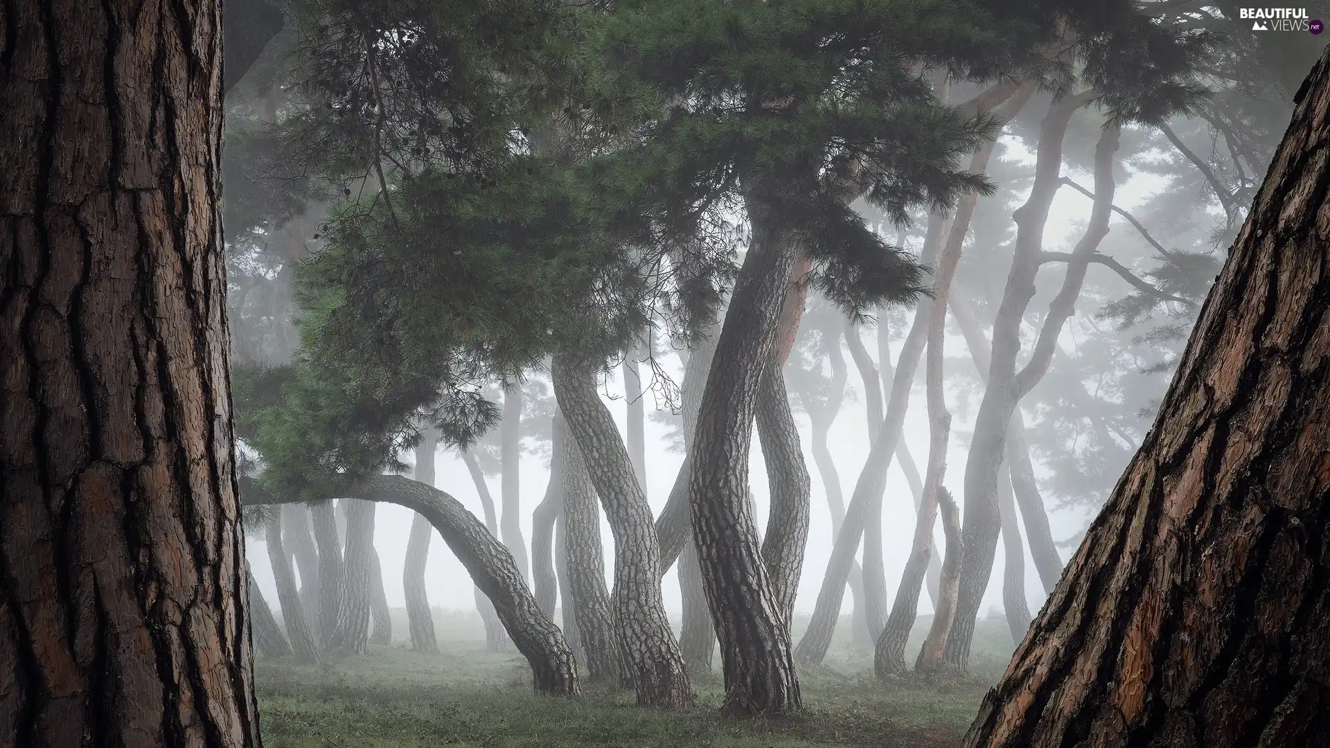 Stems, Fog, viewes, forest, trees