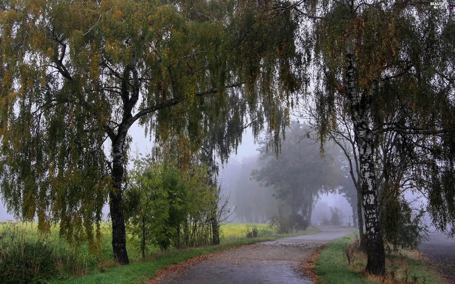 Way, birch, Fog, field