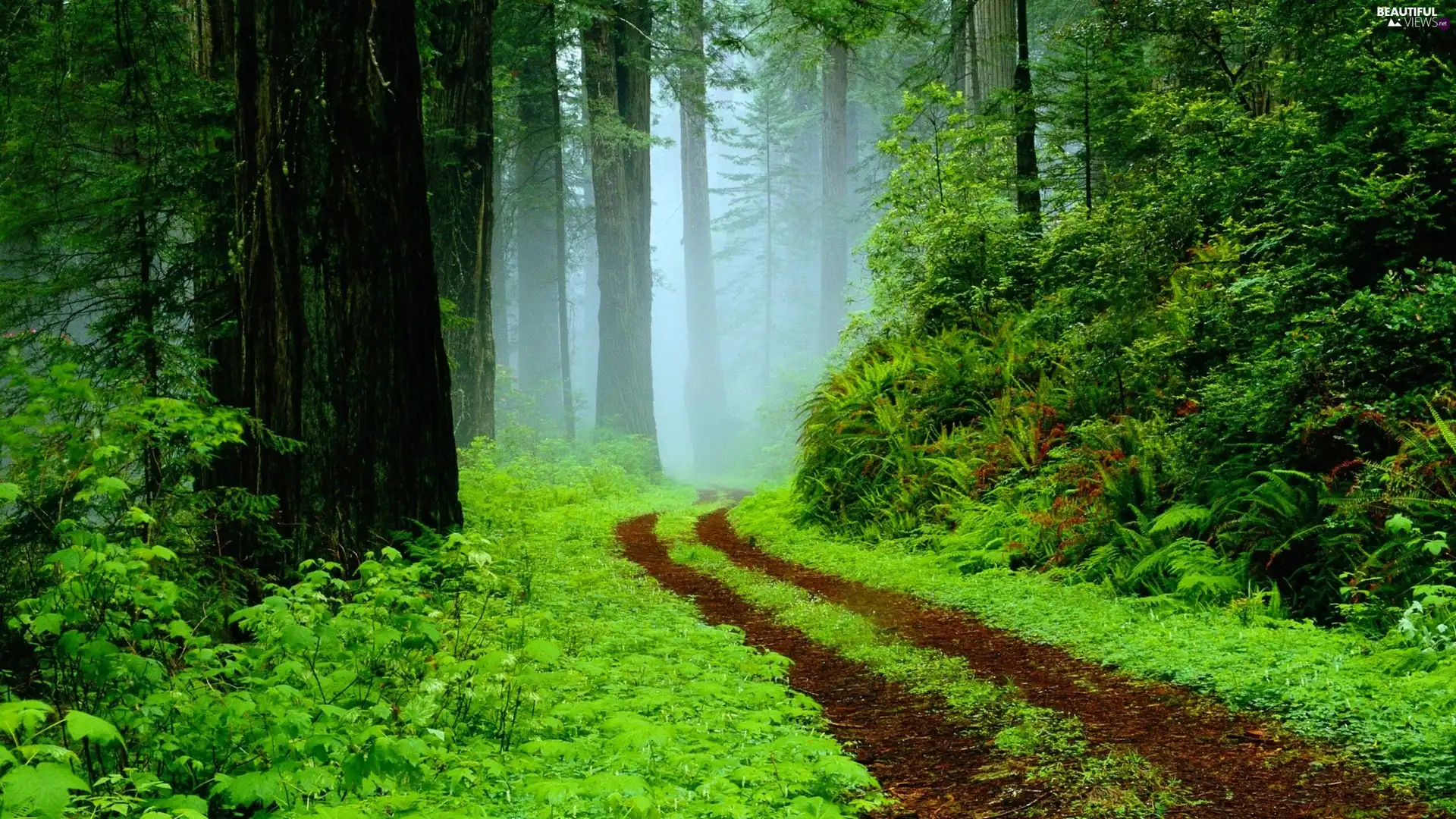 Fog, forest, Way