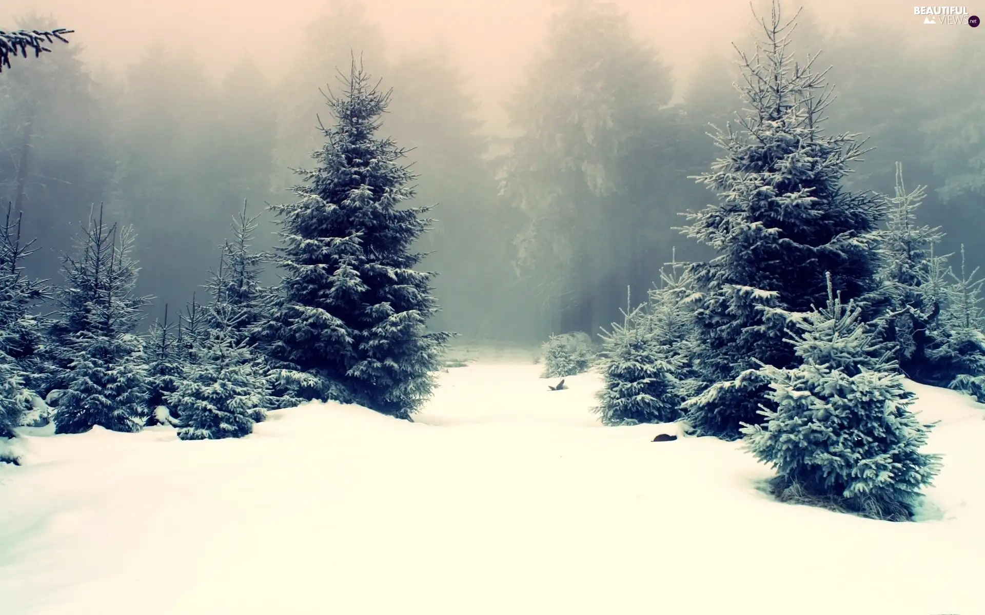 Fog, winter, trees, viewes, forest