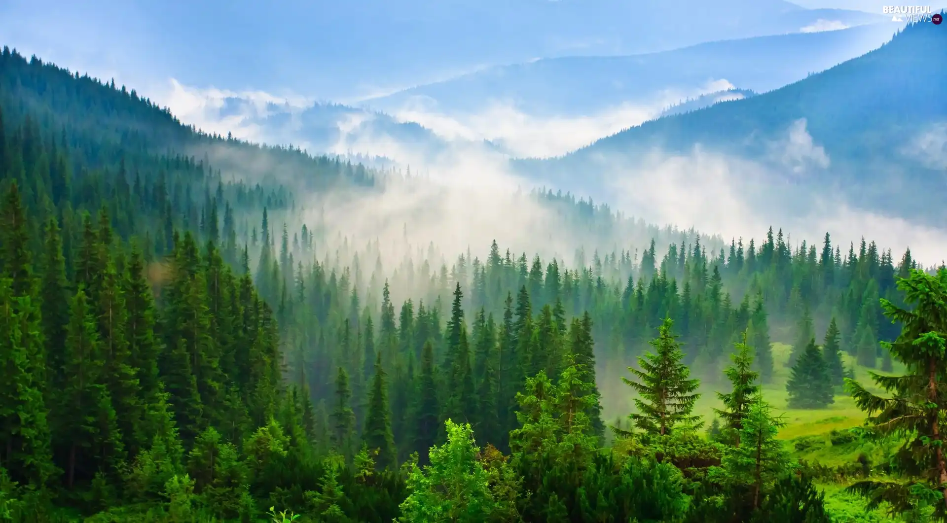 Fog, Mountains, woods