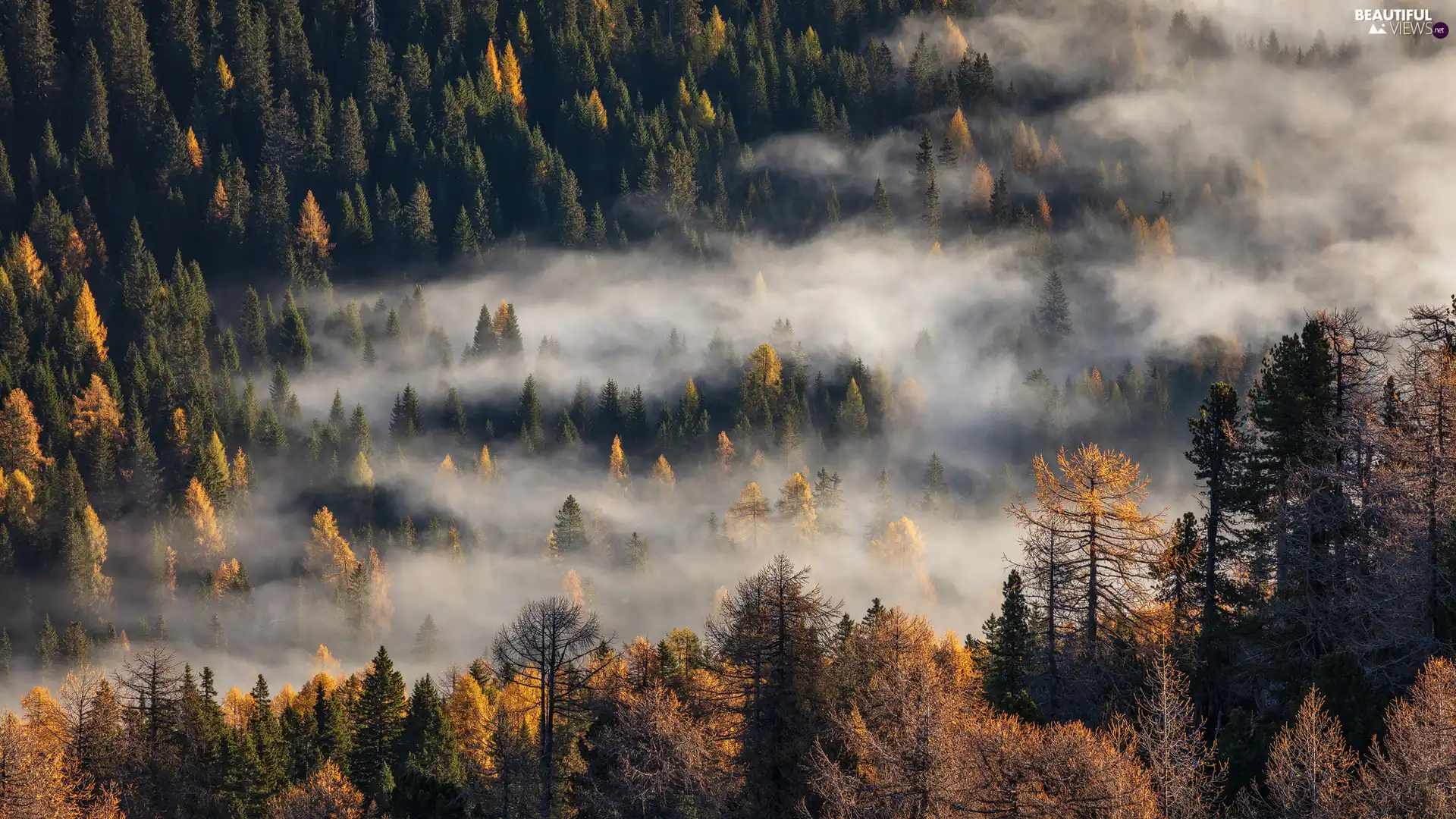 viewes, Fog, Yellowed, trees, forest