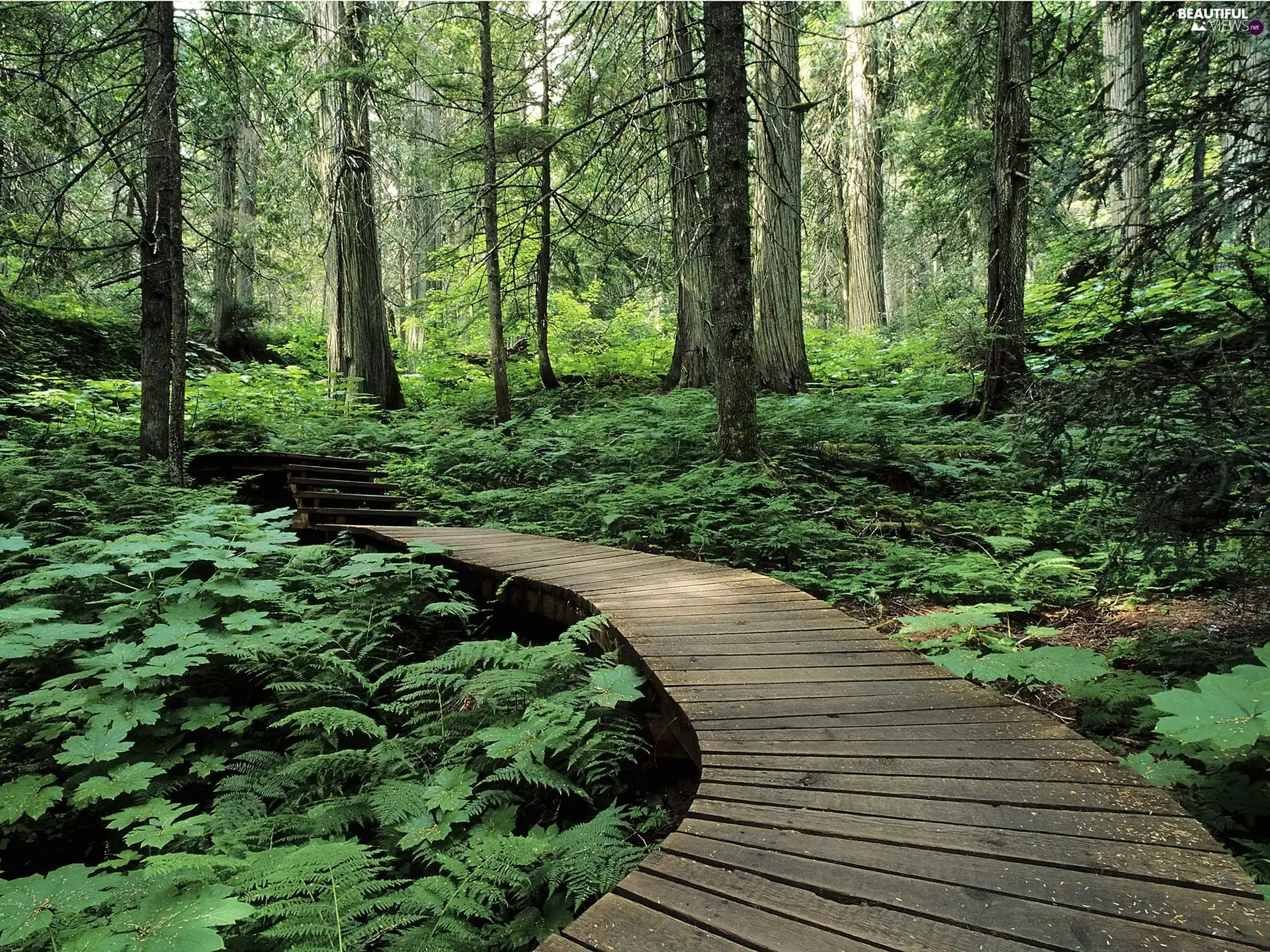 footbridge, forest, Wooden