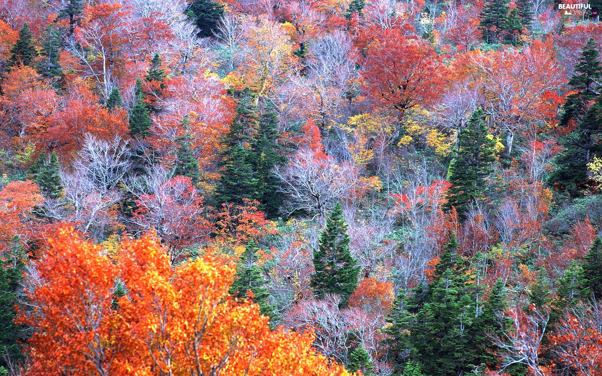 autumn, forest