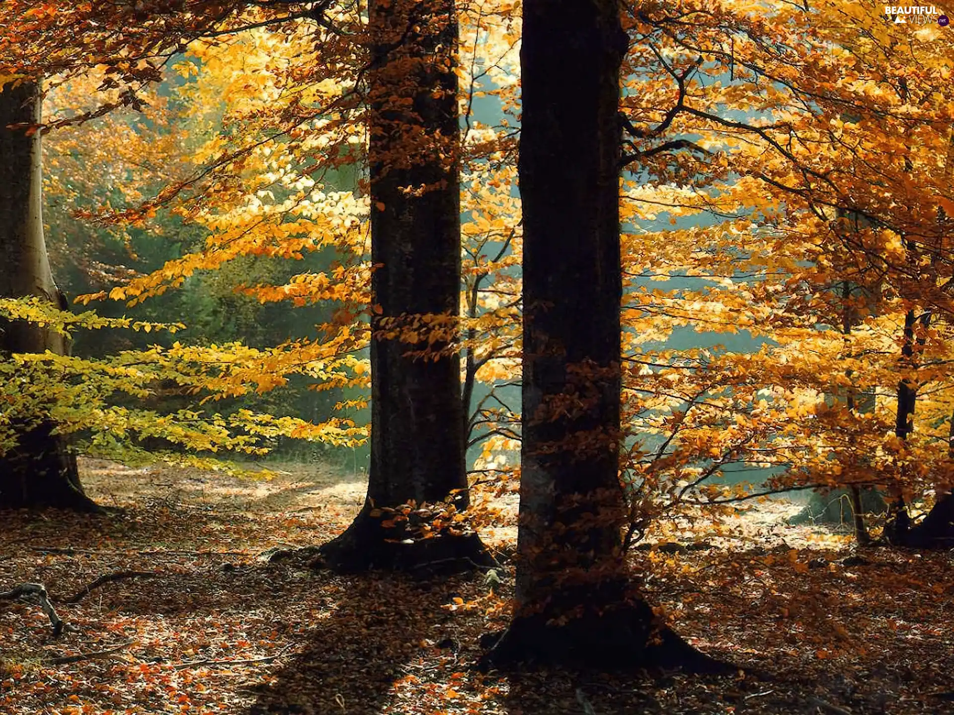 autumn, forest