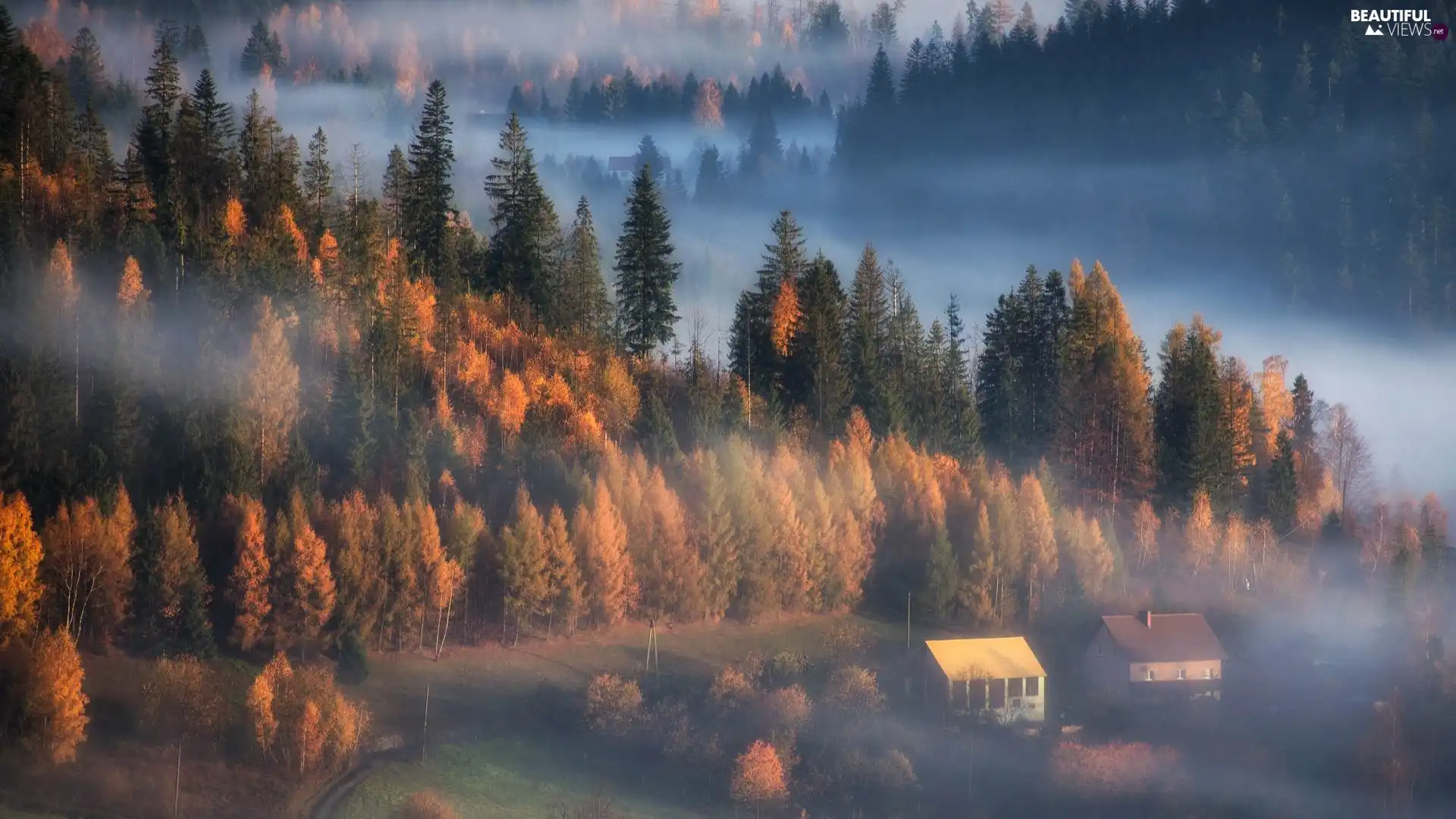 autumn, Fog, Houses, forest