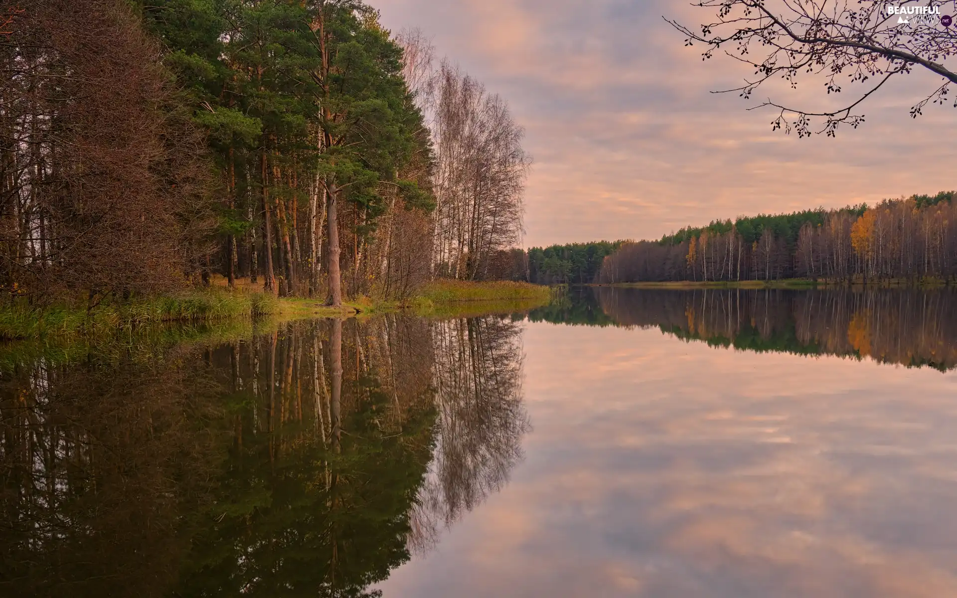 trees, lake, birch, forest, autumn, viewes, reflection