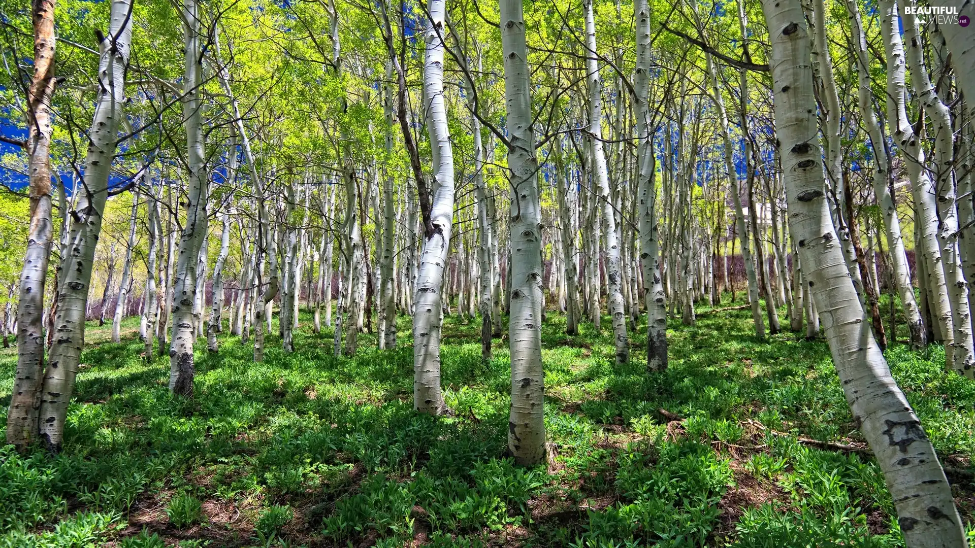 birch, forest