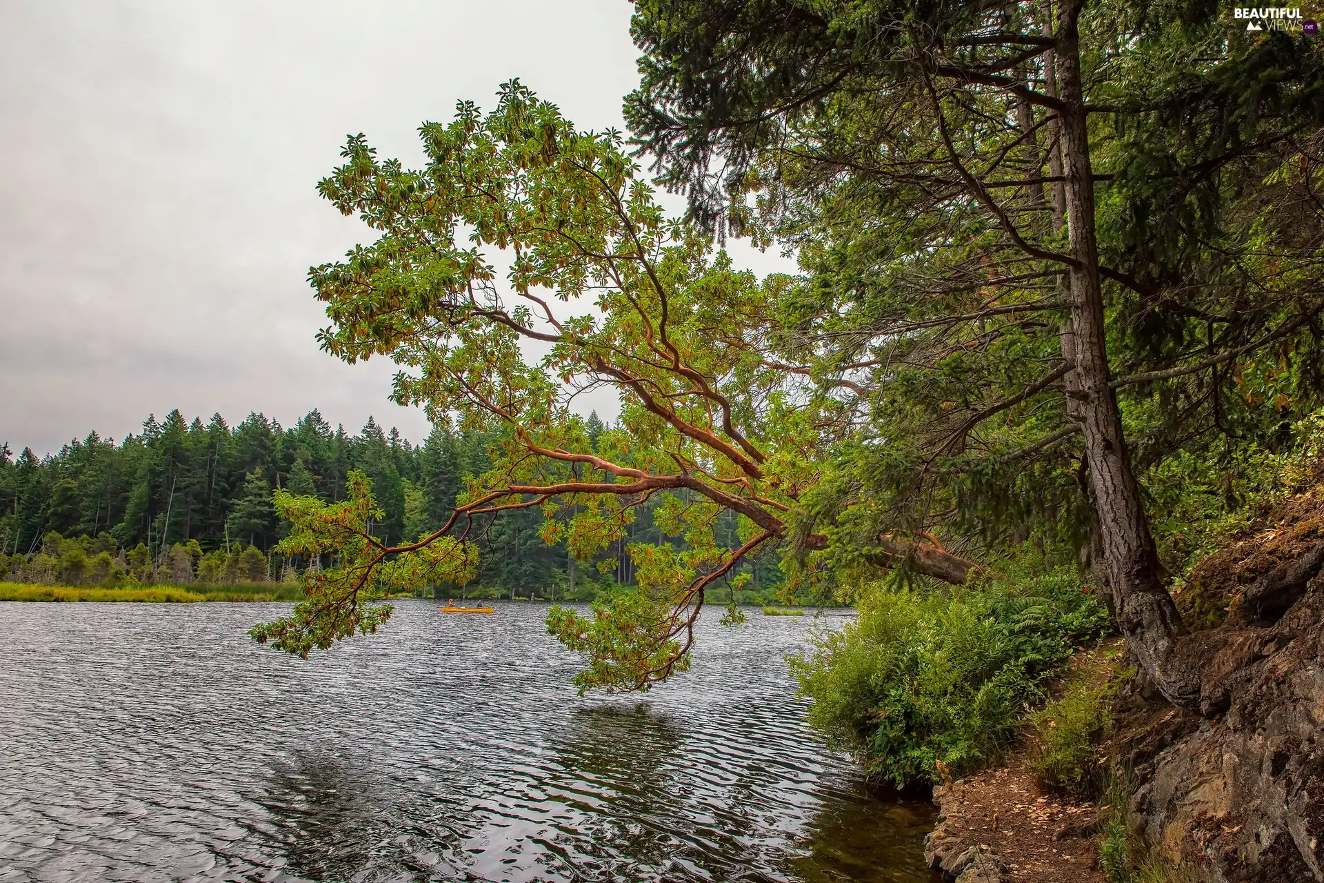 viewes, forest, Boat, trees, lake