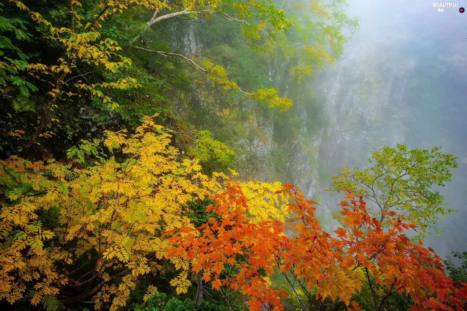 forest, autumn, trees, viewes, Fog, Rocks, color, Leaf, branch pics