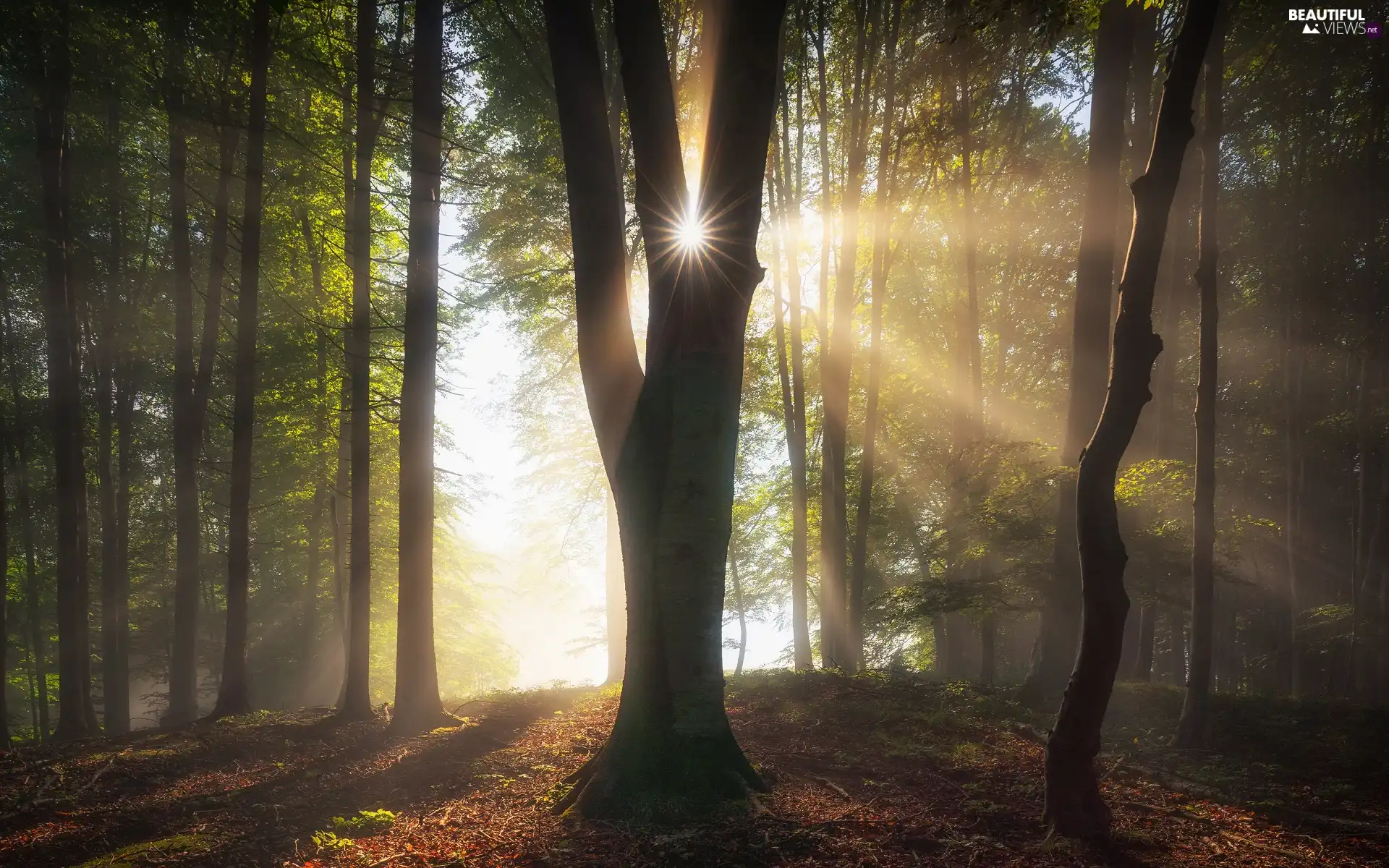 viewes, light breaking through sky, Hardwood, trees, forest