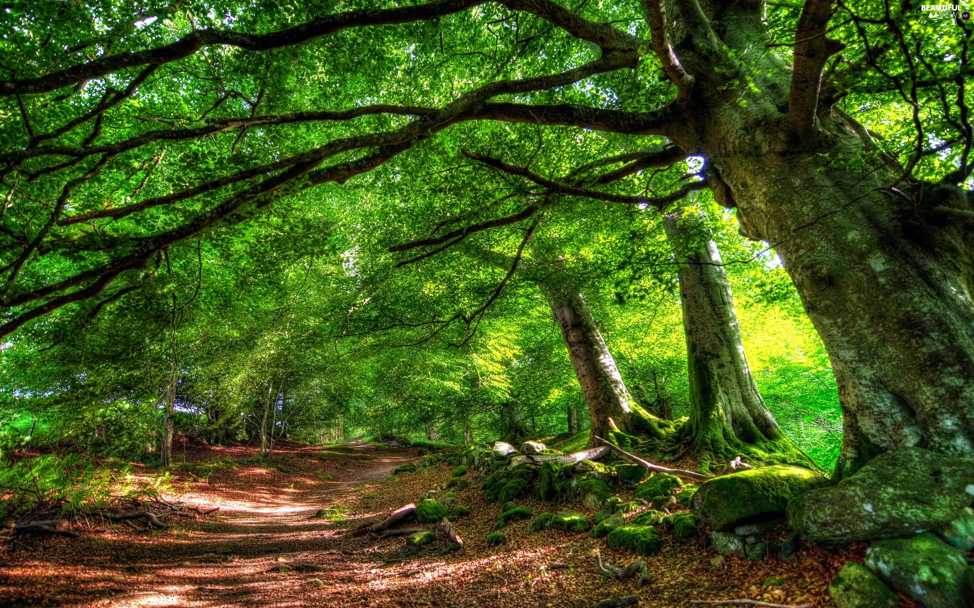 forest, Path, by