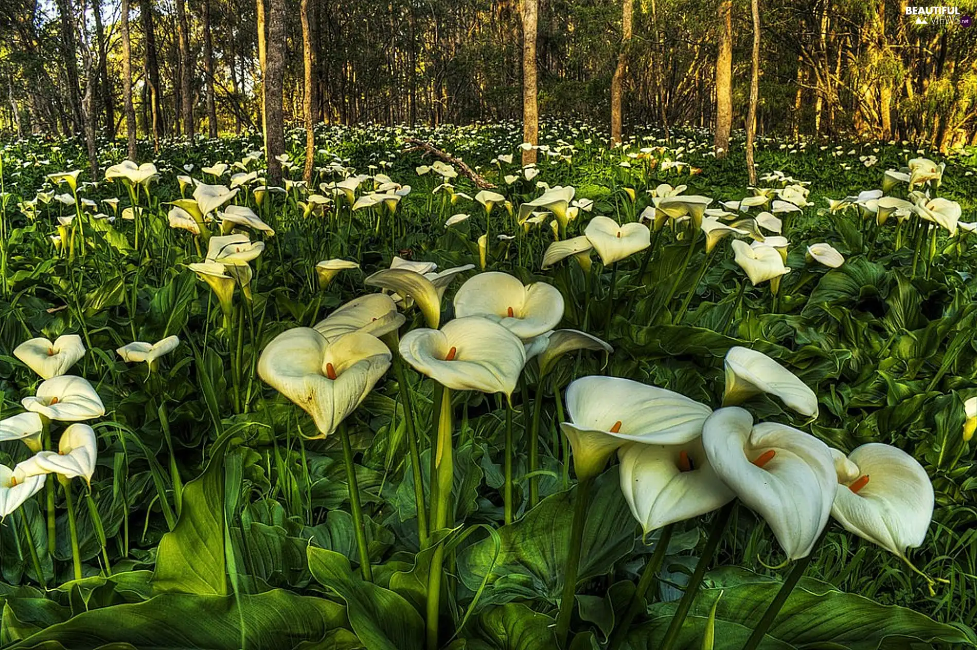 forest, White, Calla