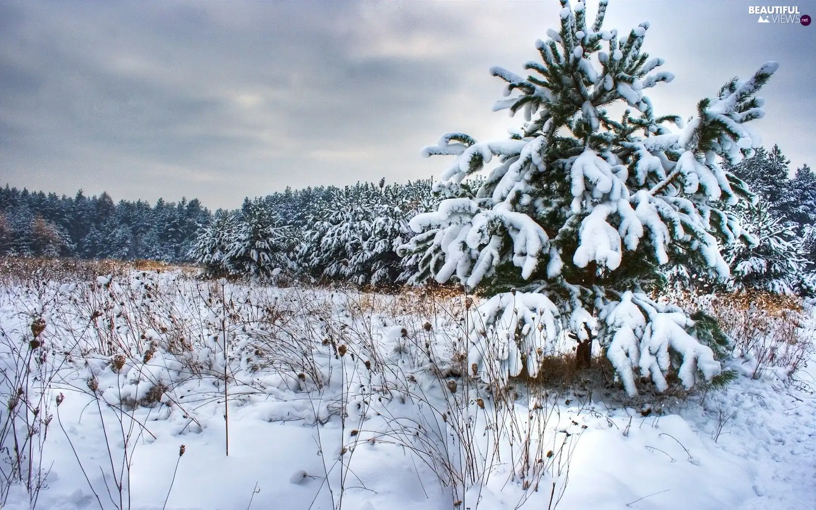 forest, coniferous, drifts, Frost, snow