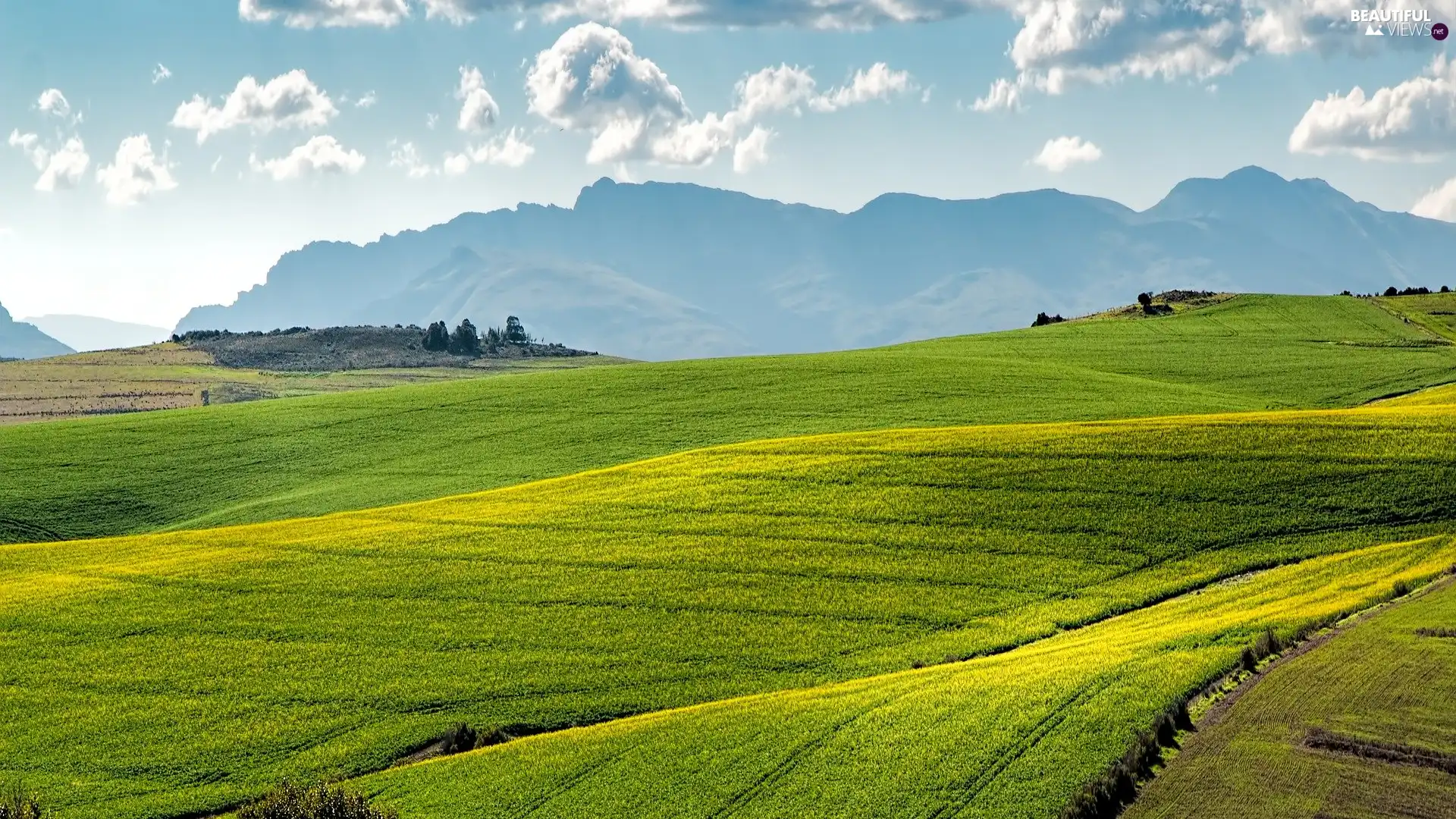 Mountains, forest, crops, rape, Field