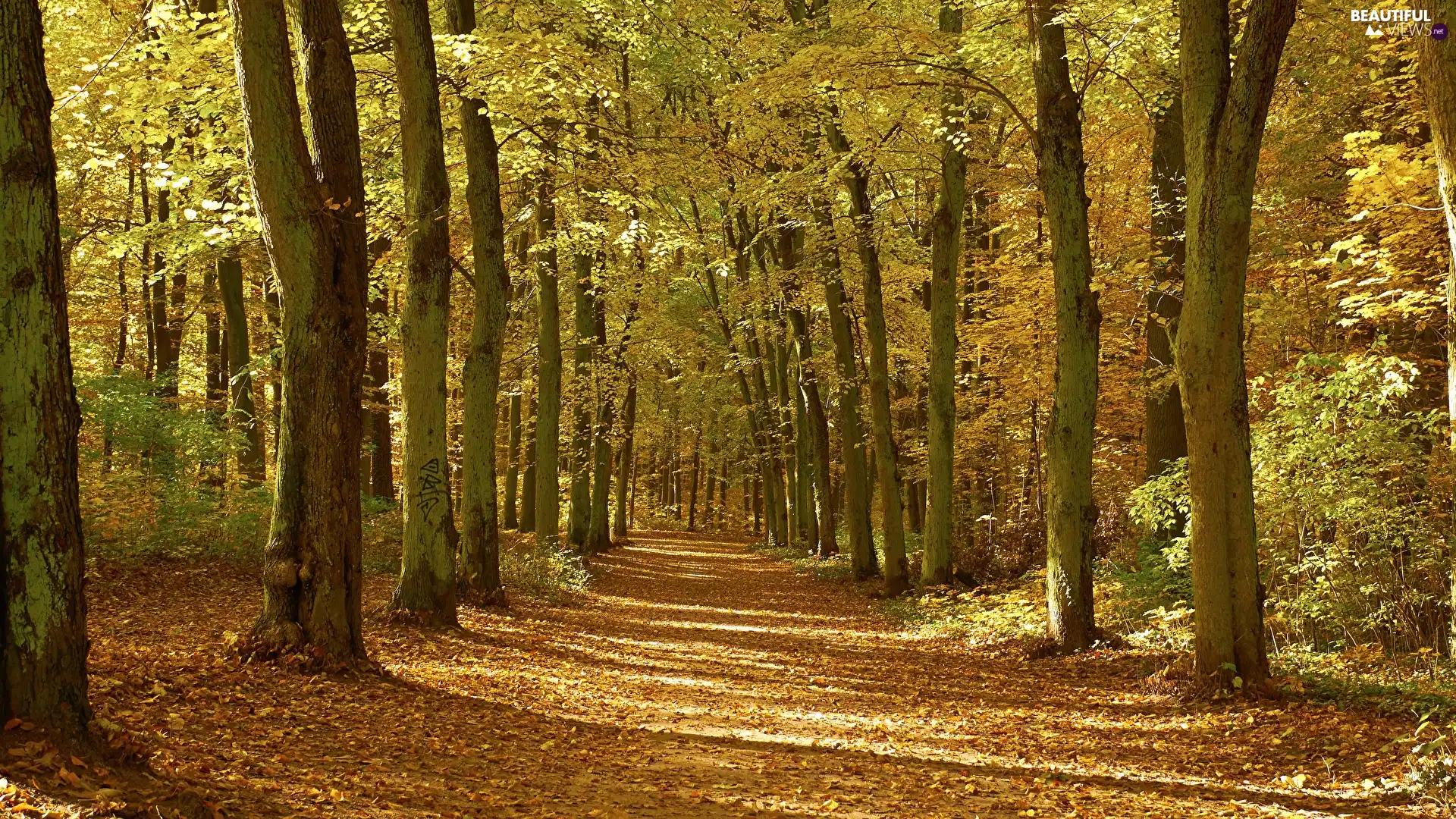 forest, autumn, trees, viewes, sunny, day, fallen, Leaf, Way