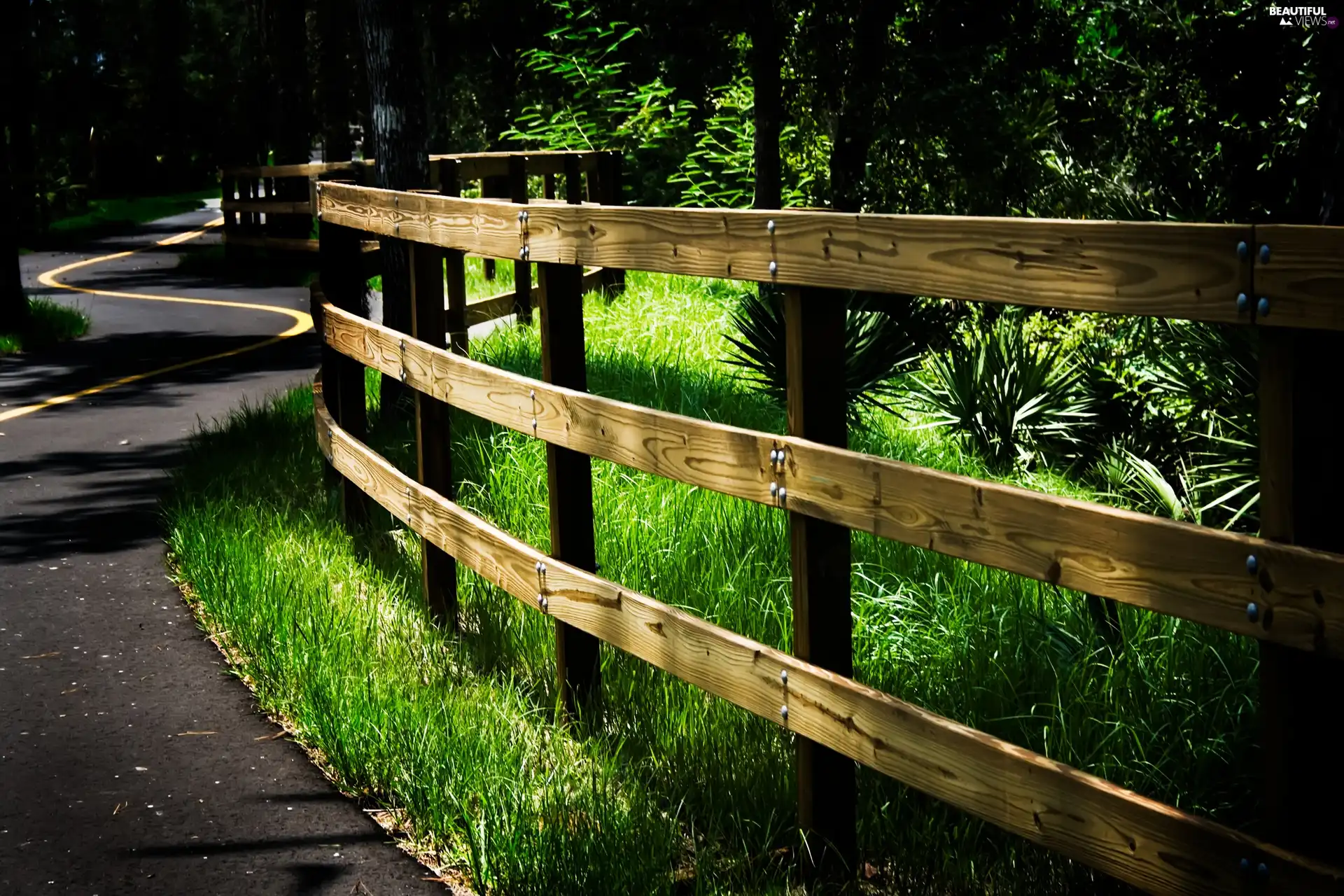 forest, Way, fence