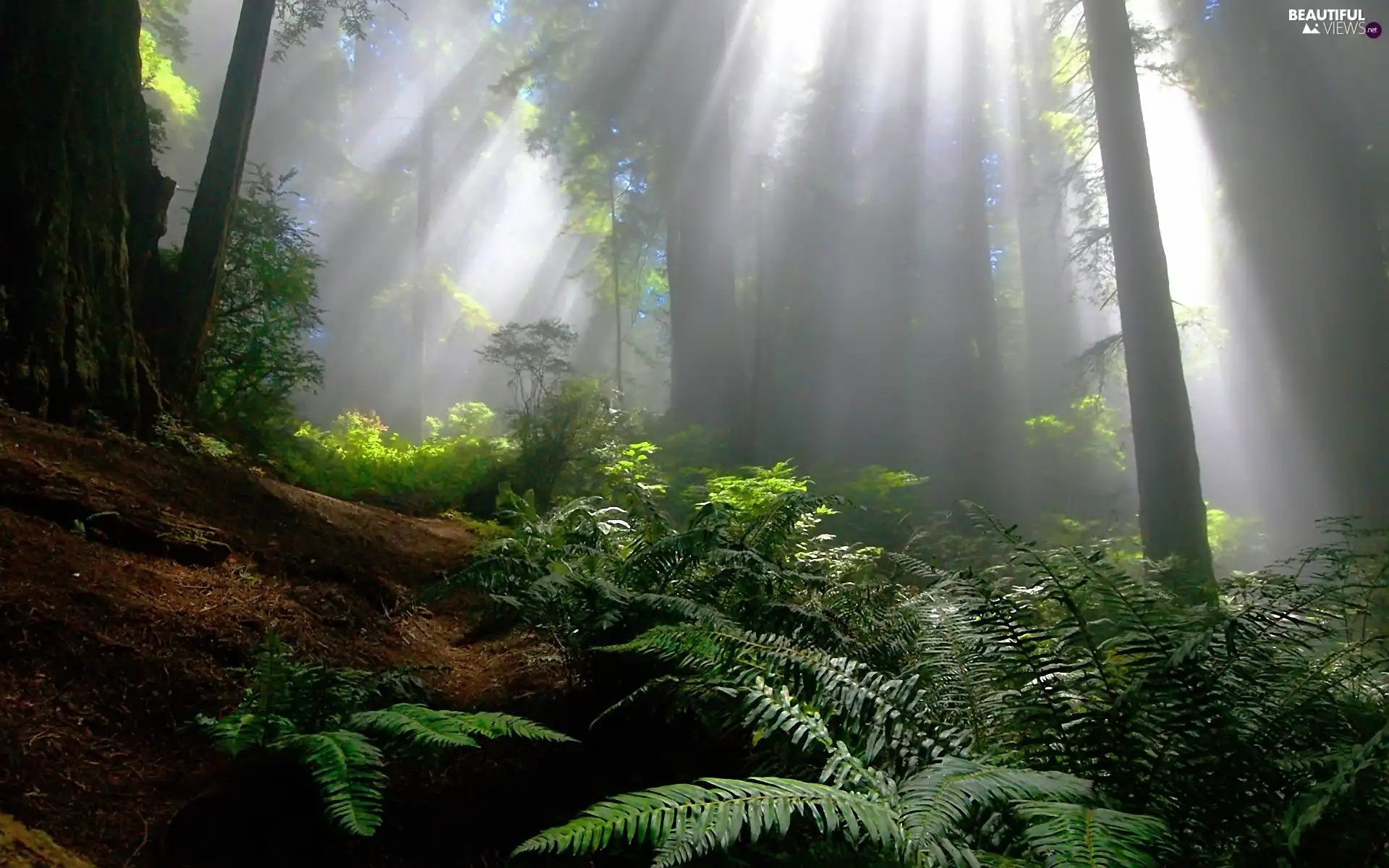 Fern, forest