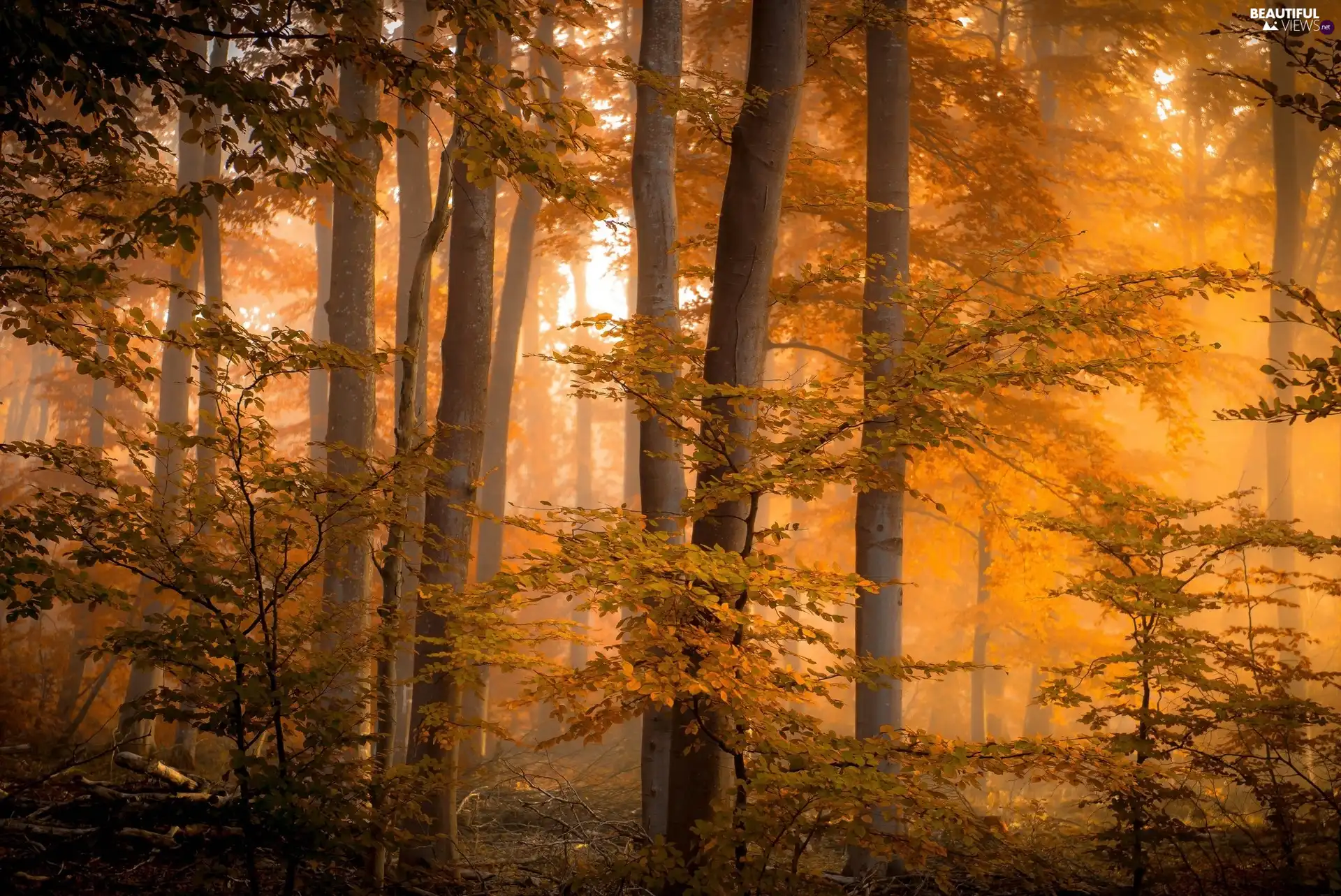 forest, autumn, Fog