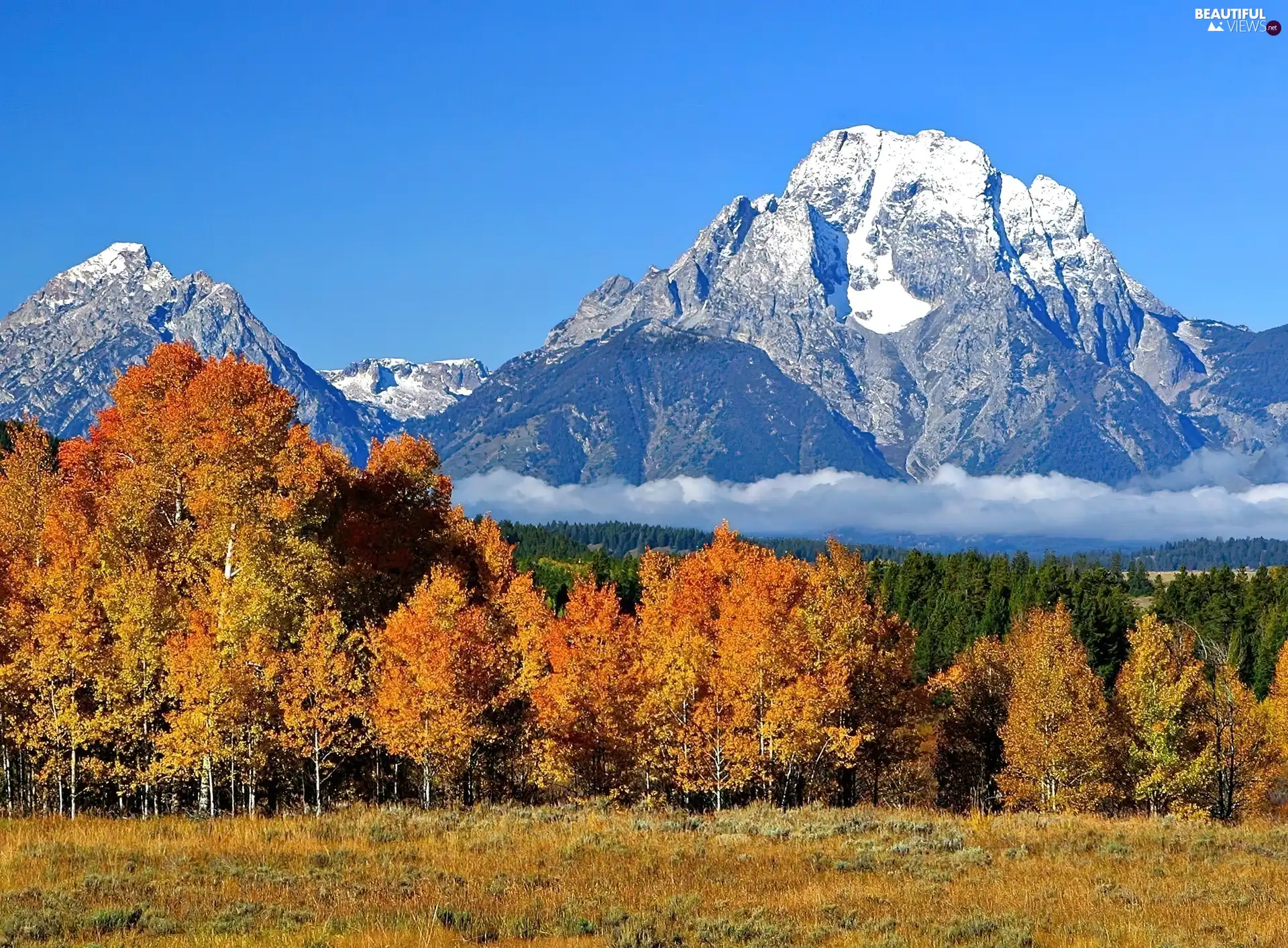 forest, Fog, Mountains, snow, Snowy