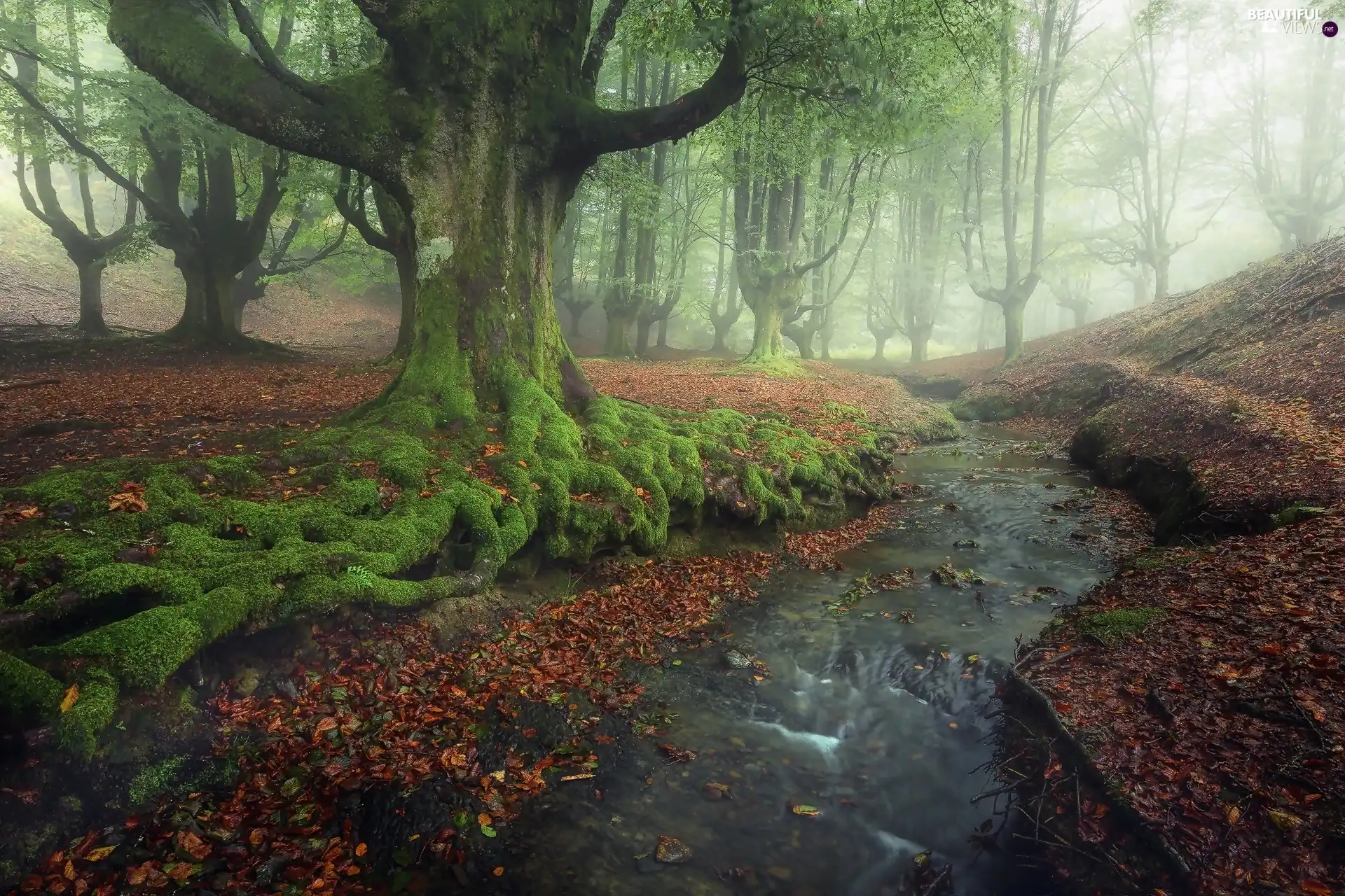 Fog, Gorbea National Park, trees, forest, Spain, stream, viewes