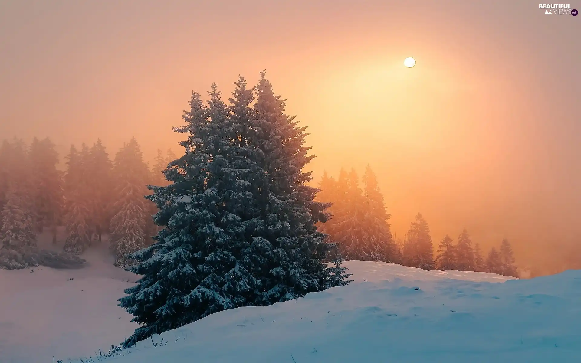 forest, winter, trees, viewes, Sky, Great Sunsets, snow, Fog, Field