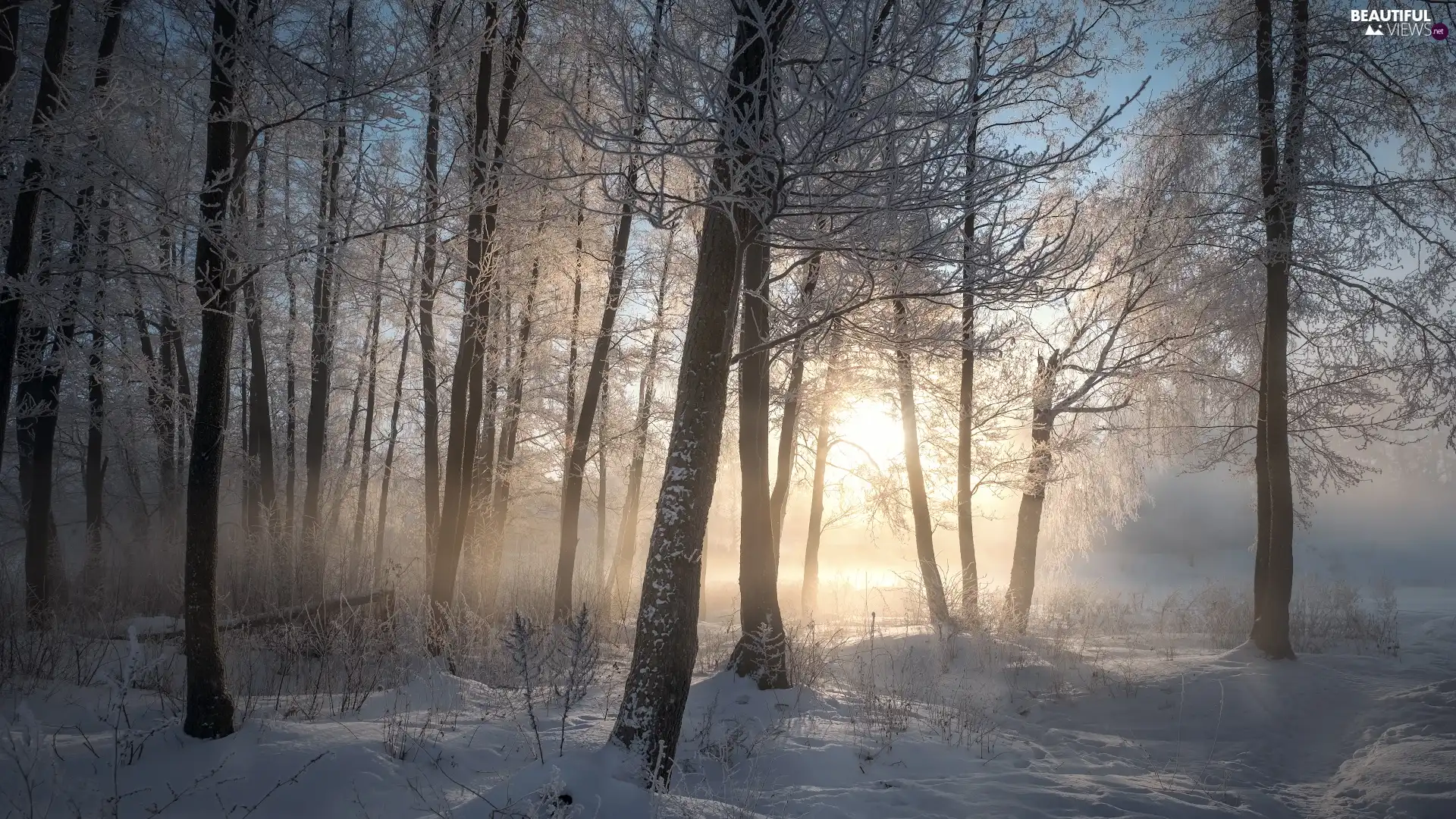 winter, viewes, Fog, forest, trees, snow, Sunrise