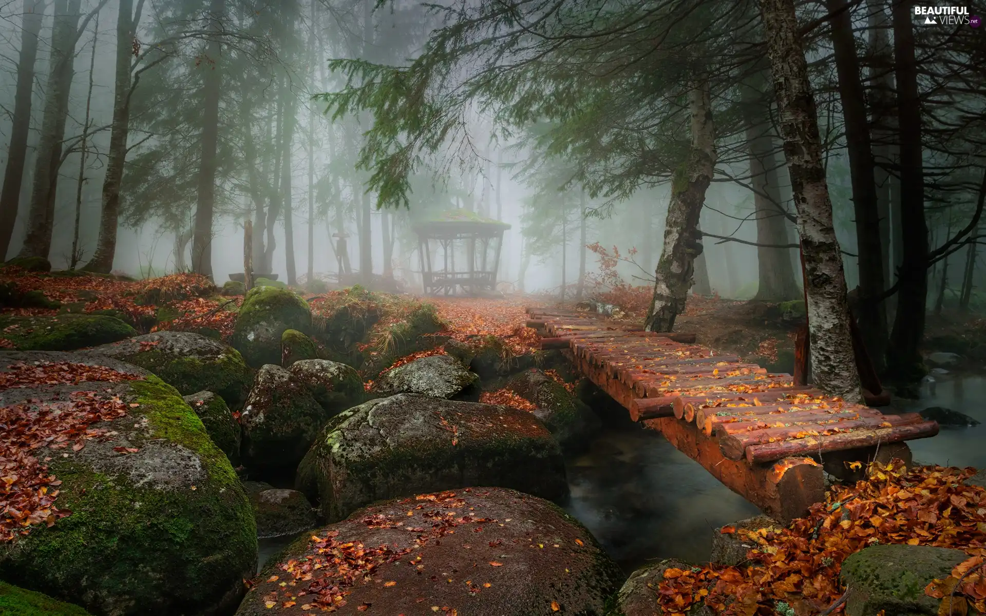 forest, Park, River, mossy, Fog, alcove, footbridge, Leaf, Stones