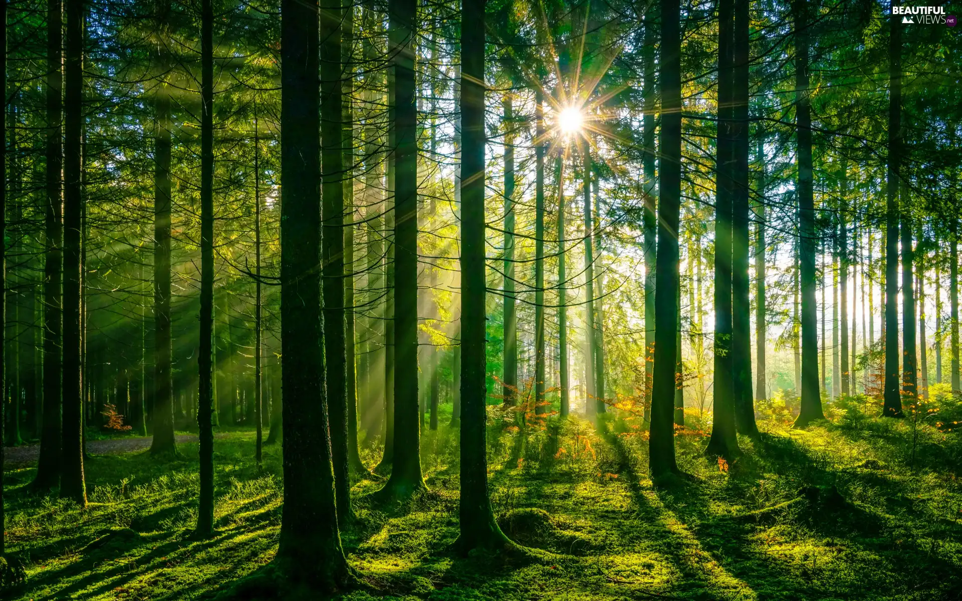 trees, viewes, grass, light breaking through sky, forest