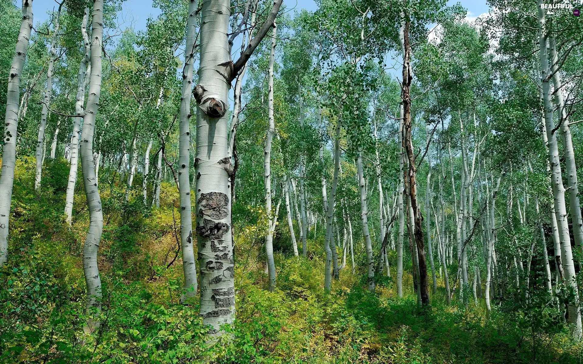 birch, Spring, forest, Hill-side