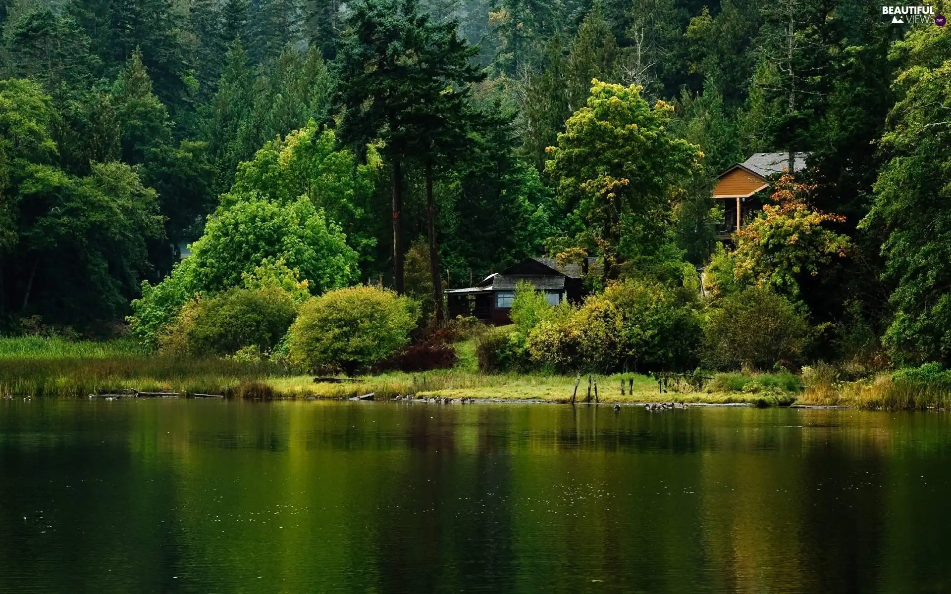 forest, lake, Houses