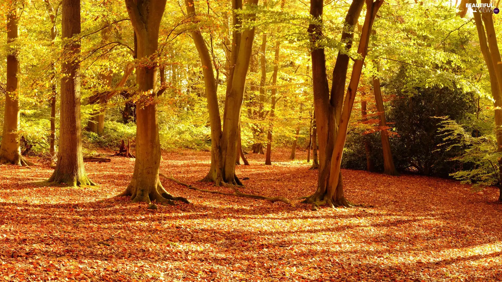 illuminated, trees, viewes, forest