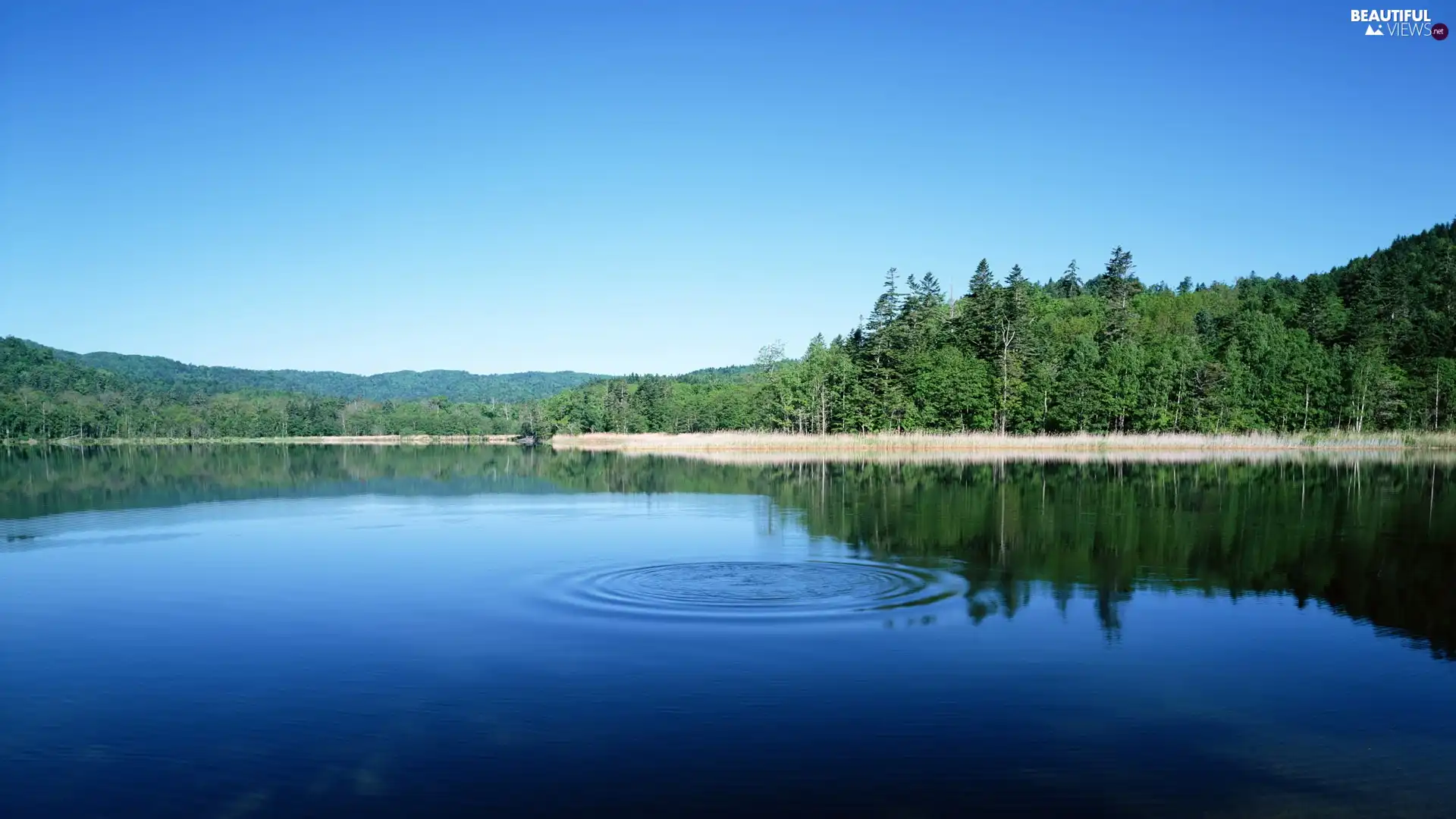 lake, forest