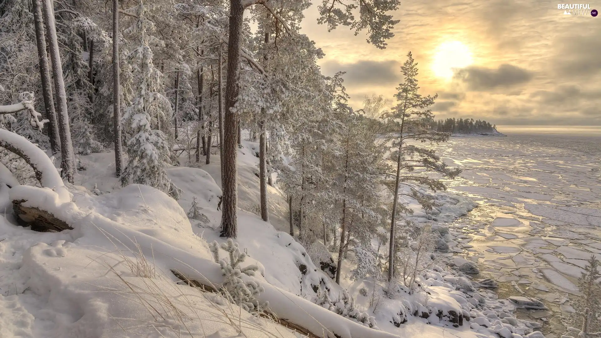 forest, winter, Snowy, trees, Sunrise, clouds, lake, floe, viewes