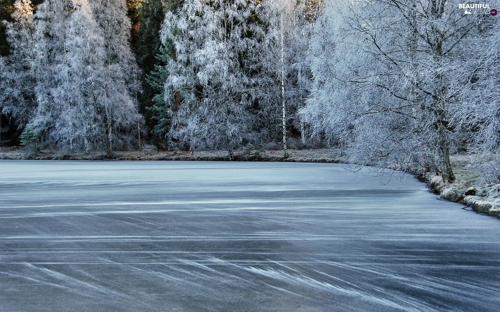 forest, frozen, lake