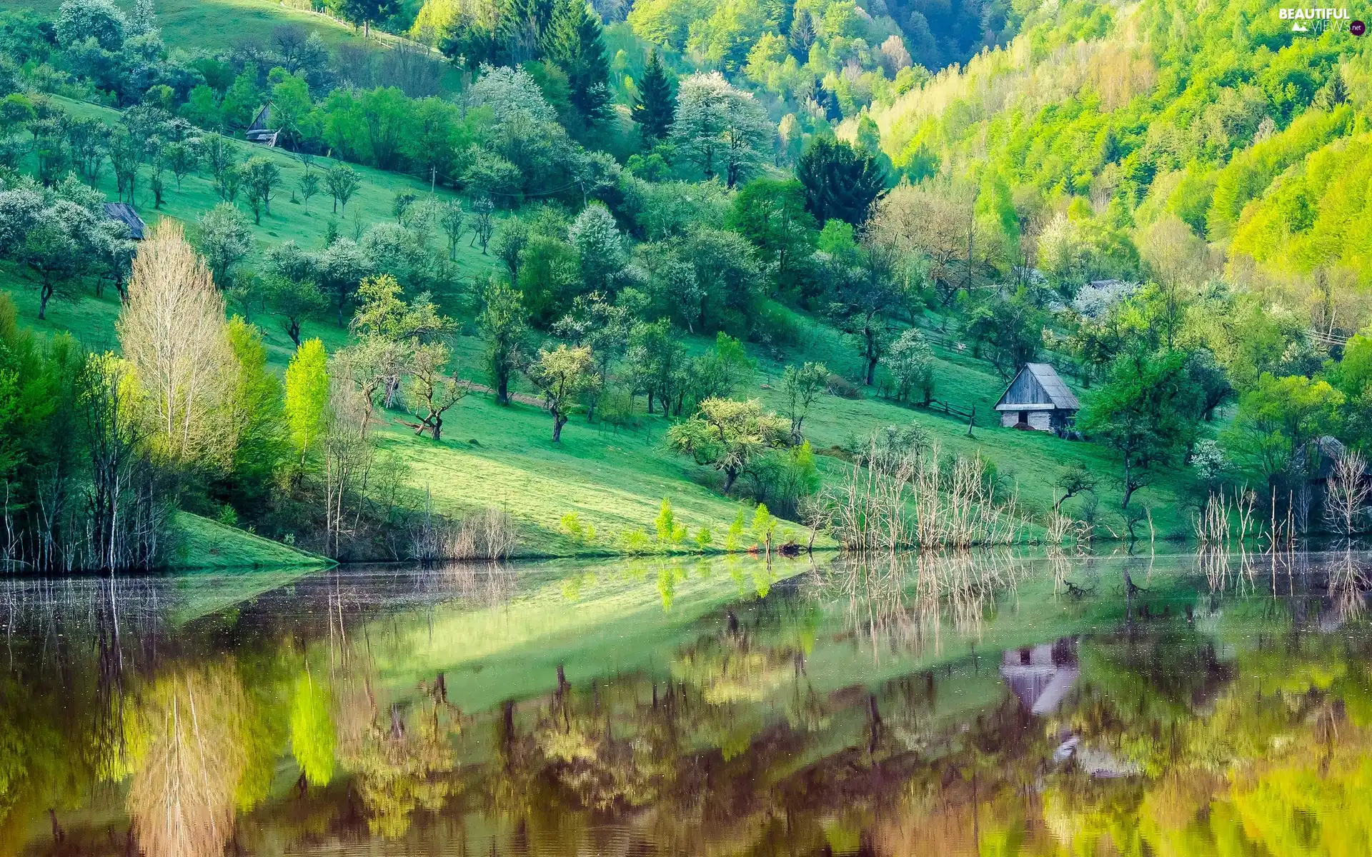 forest, Spring, lake