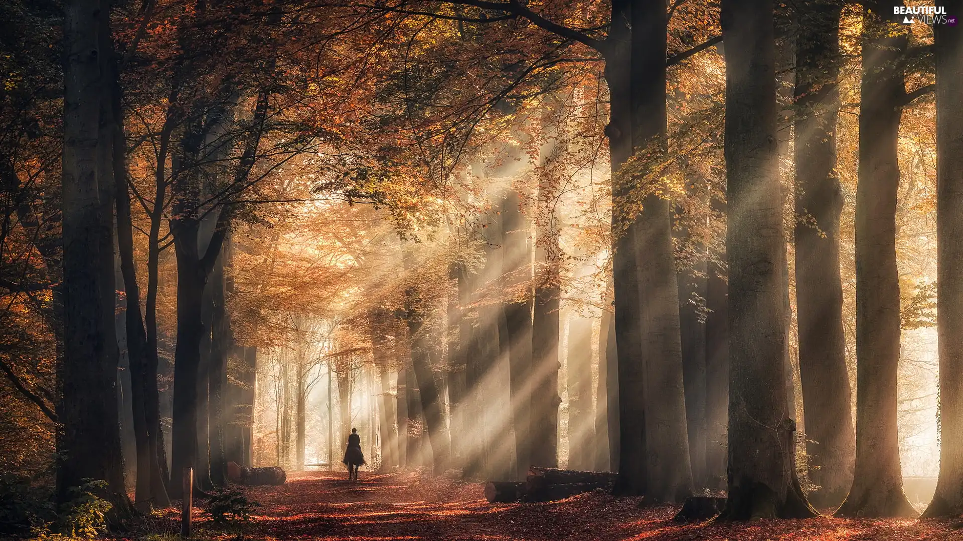 viewes, autumn, Horse, Way, rider, trees, forest, light breaking through sky