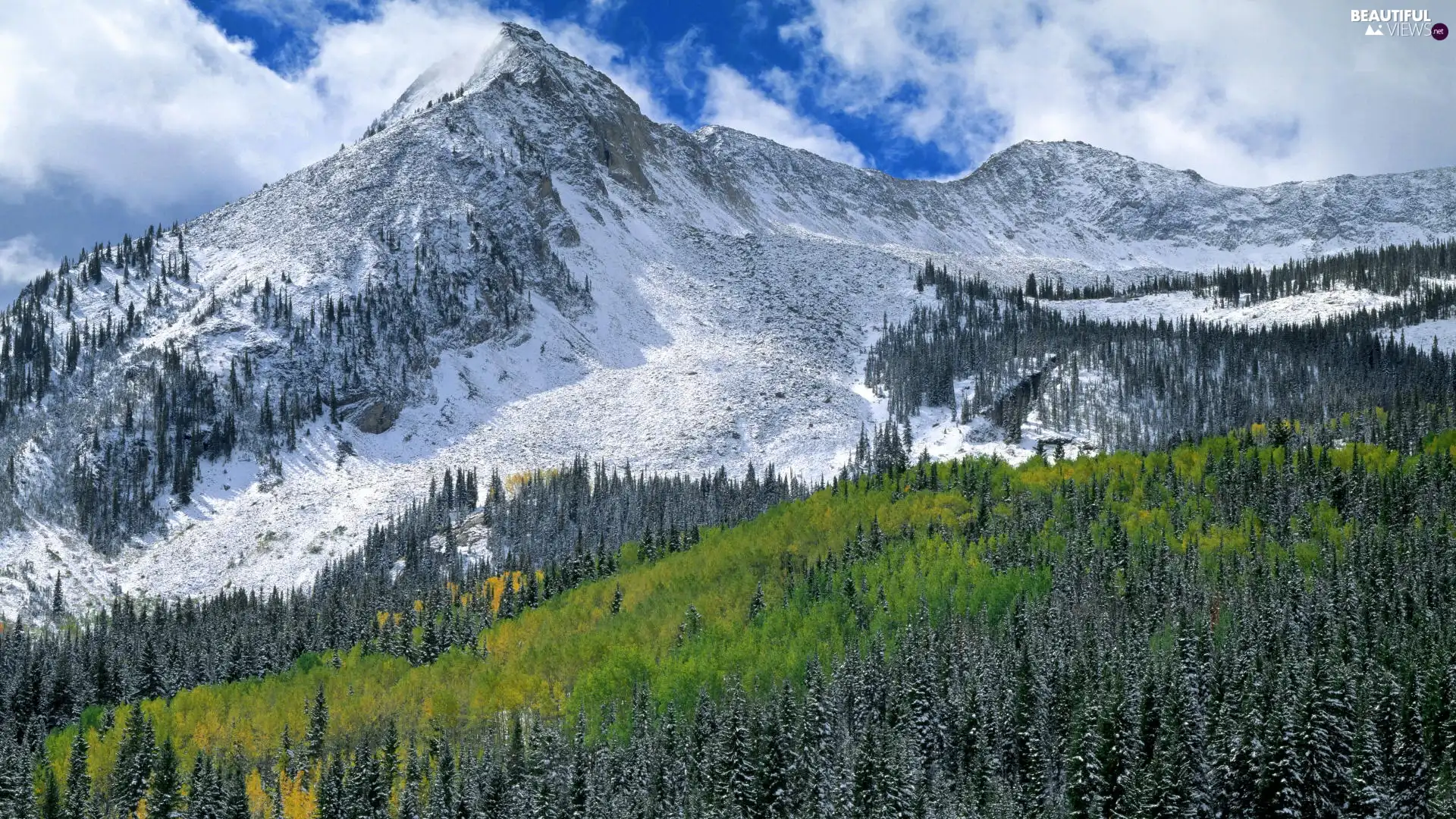 forest, Mountains, Meadow