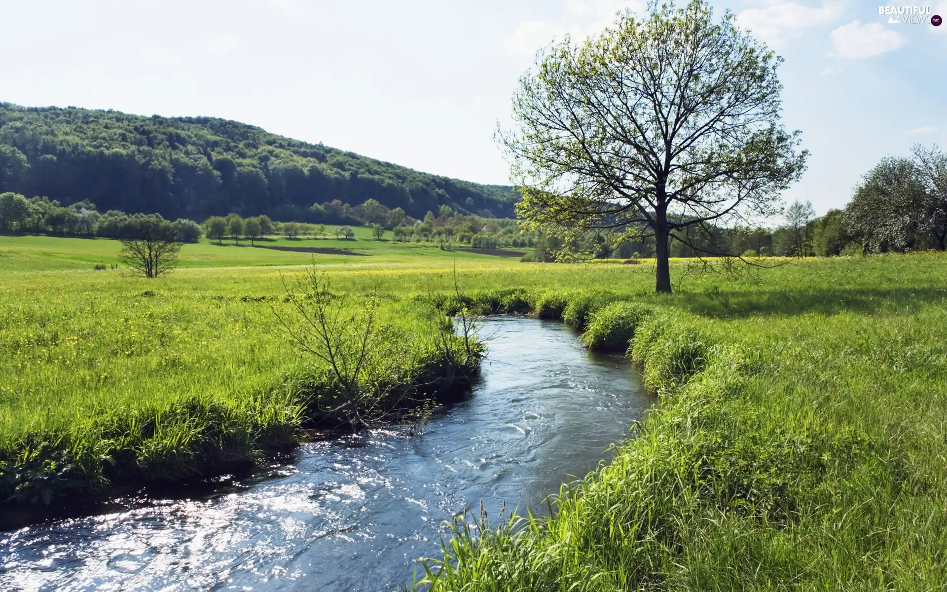 forest, River, Meadow