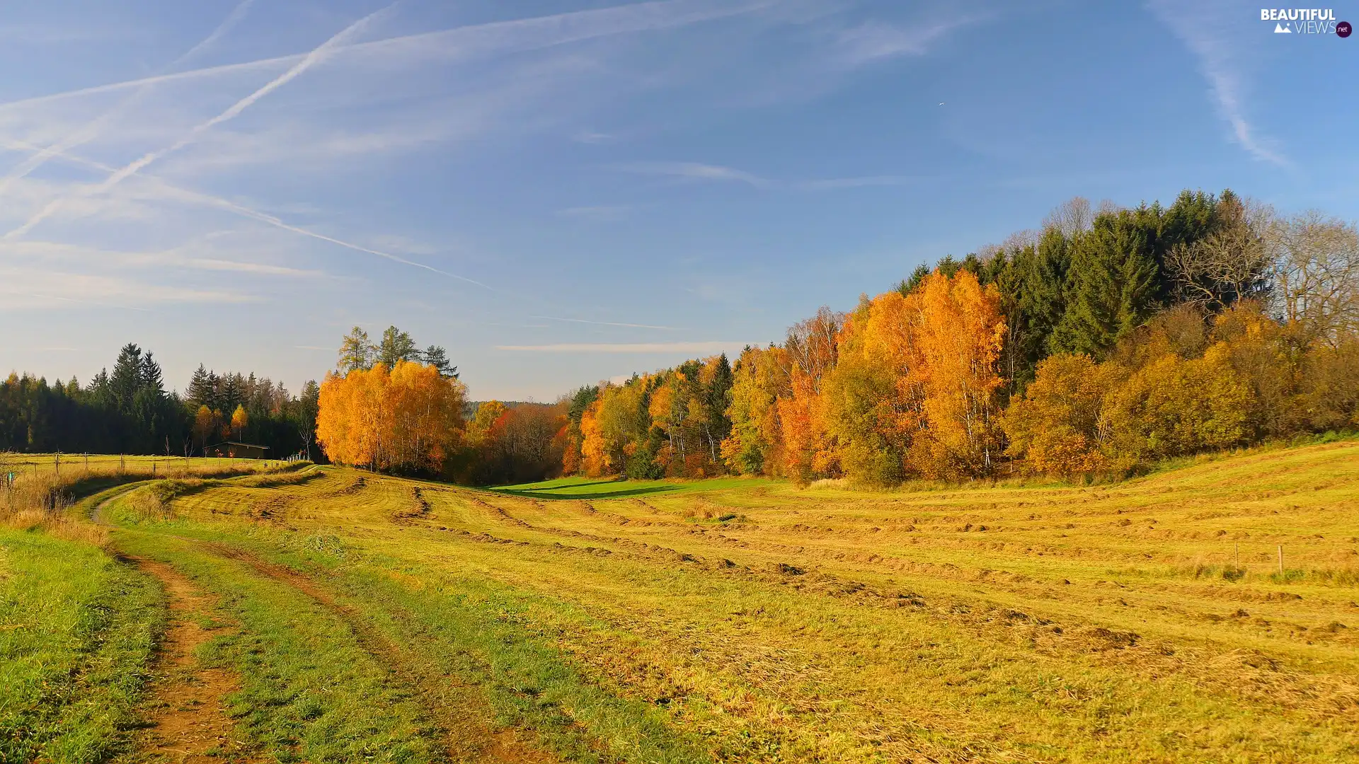 viewes, forest, medows, trees, autumn