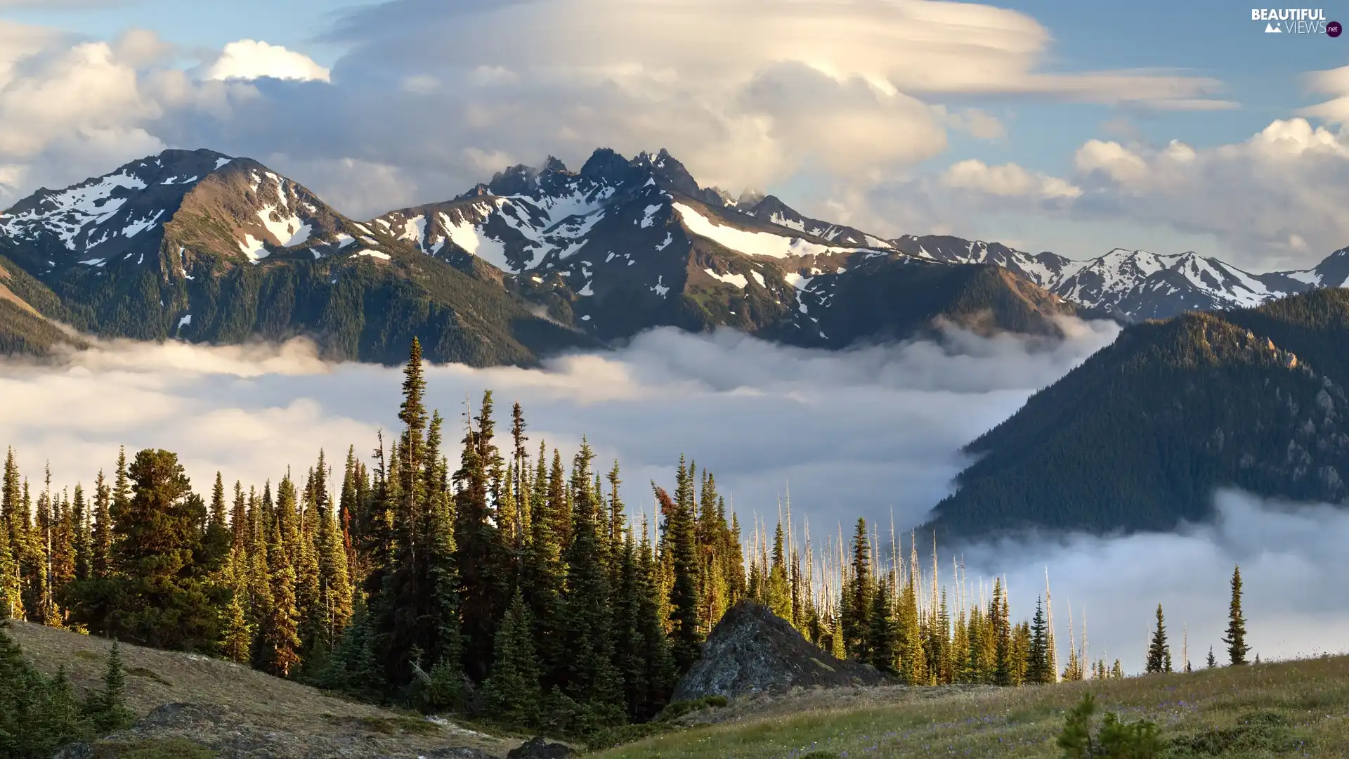 forest, clouds, Mountains