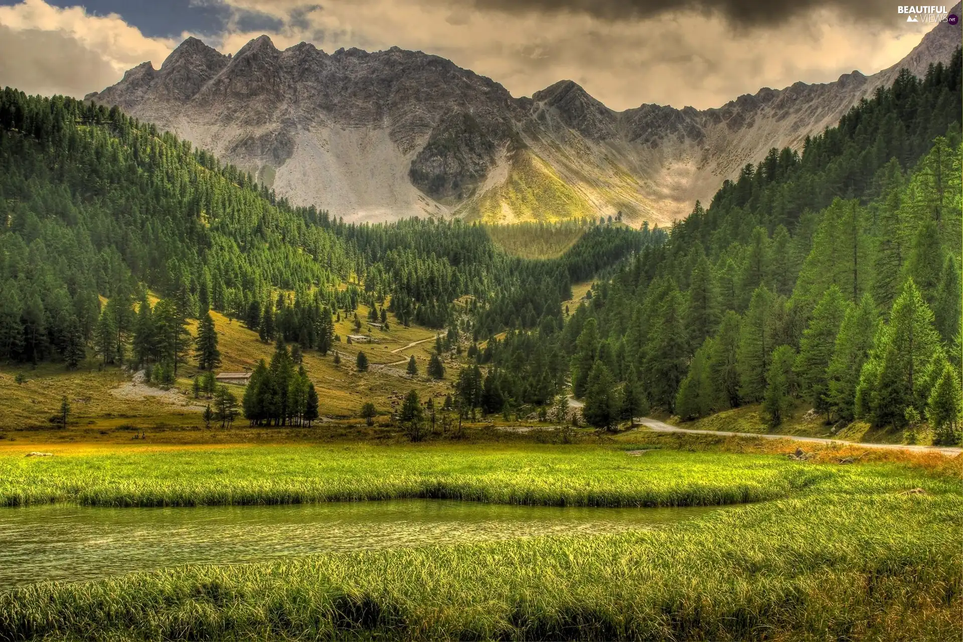 forest, grass, Mountains