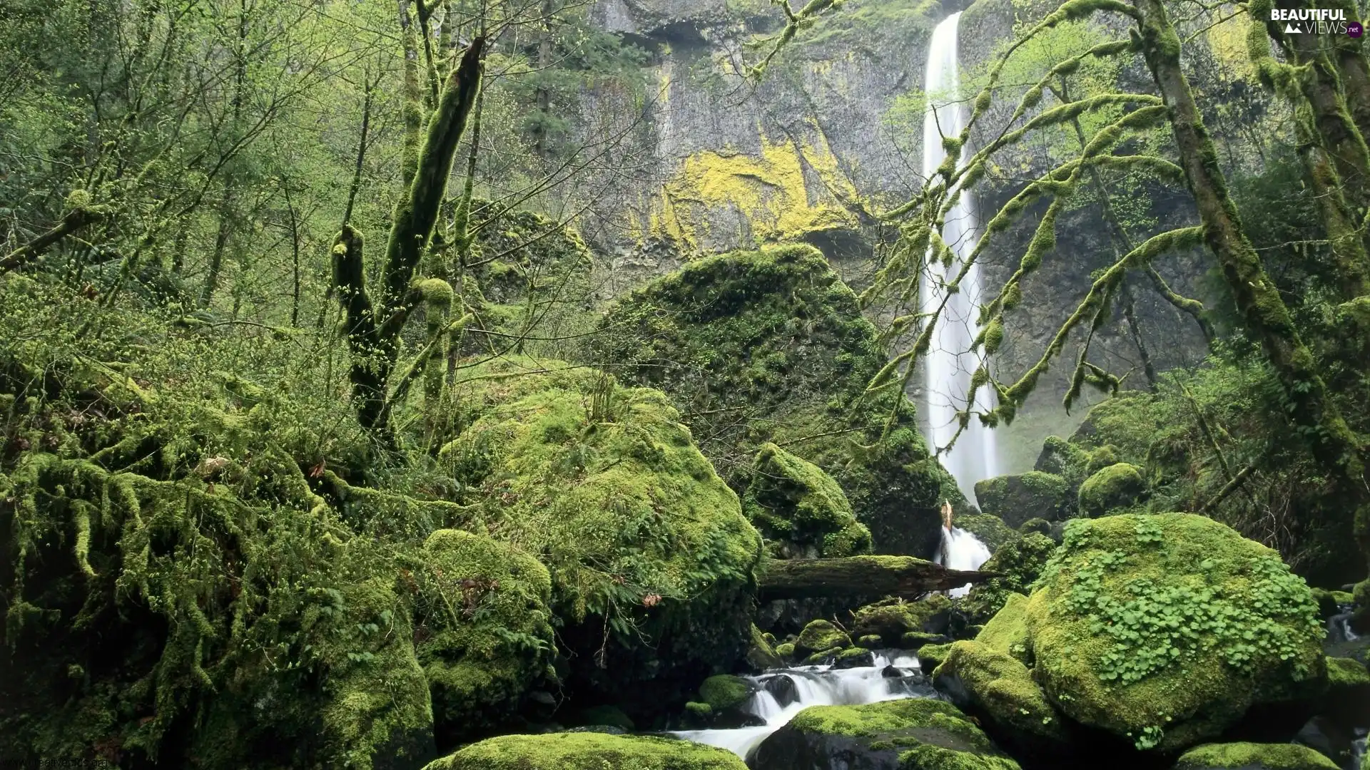 forest, waterfall, mountains