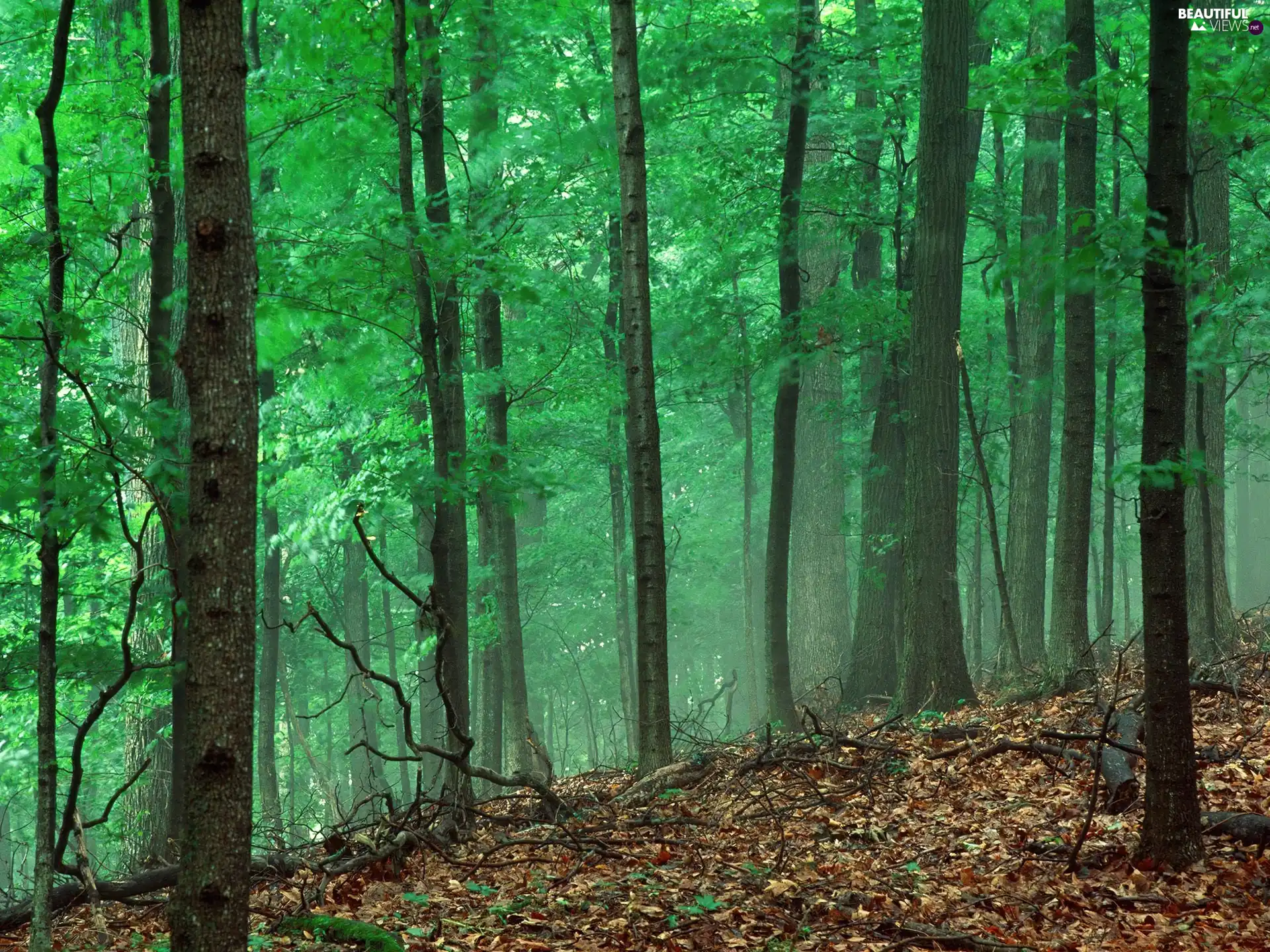 green ones, viewes, forest, trees