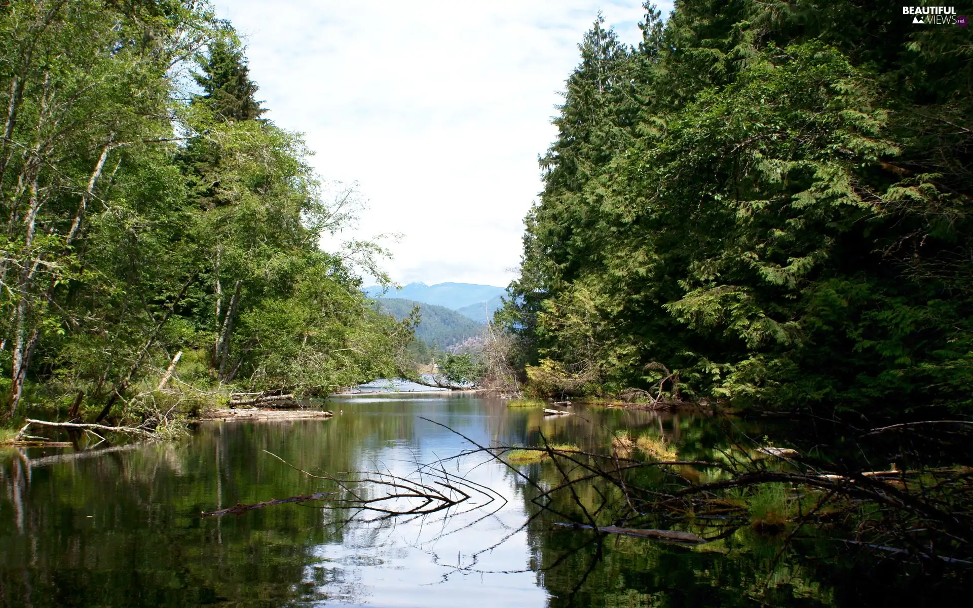 branch pics, River, forest