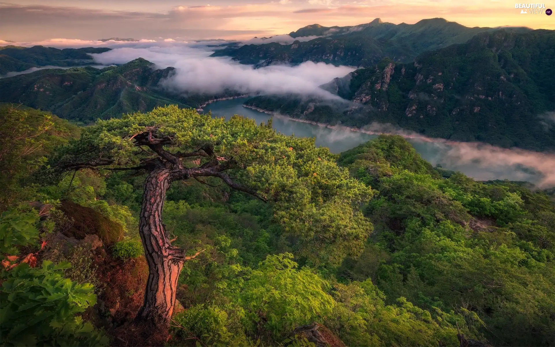 trees, River, pine, forest, Mountains, viewes, Fog